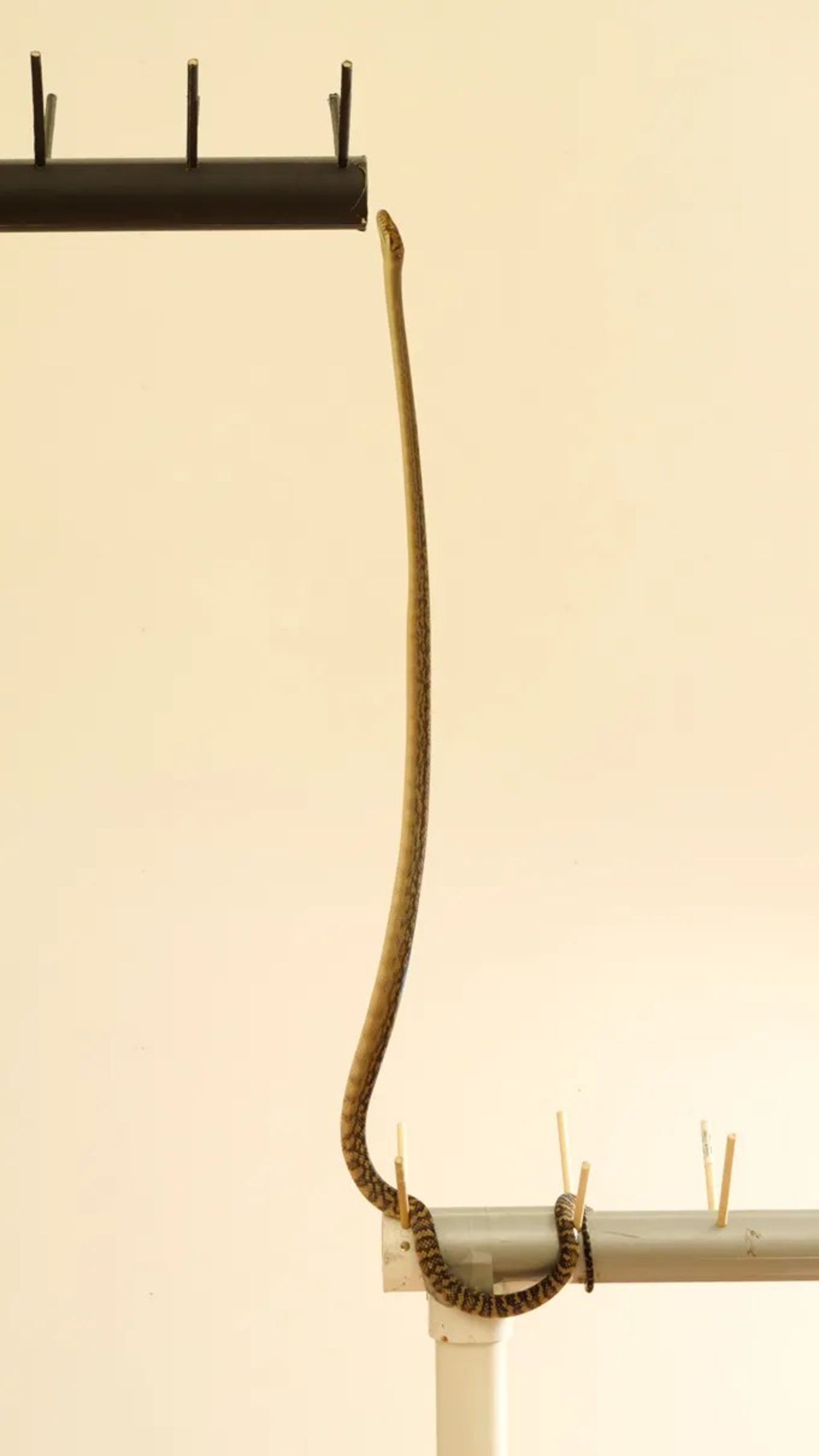 مقابله مار با گرانش