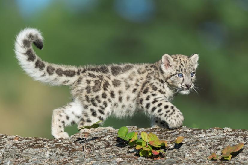 توله پلنگ برفی Panthera uncia در حال راه رفتن روی صخره
