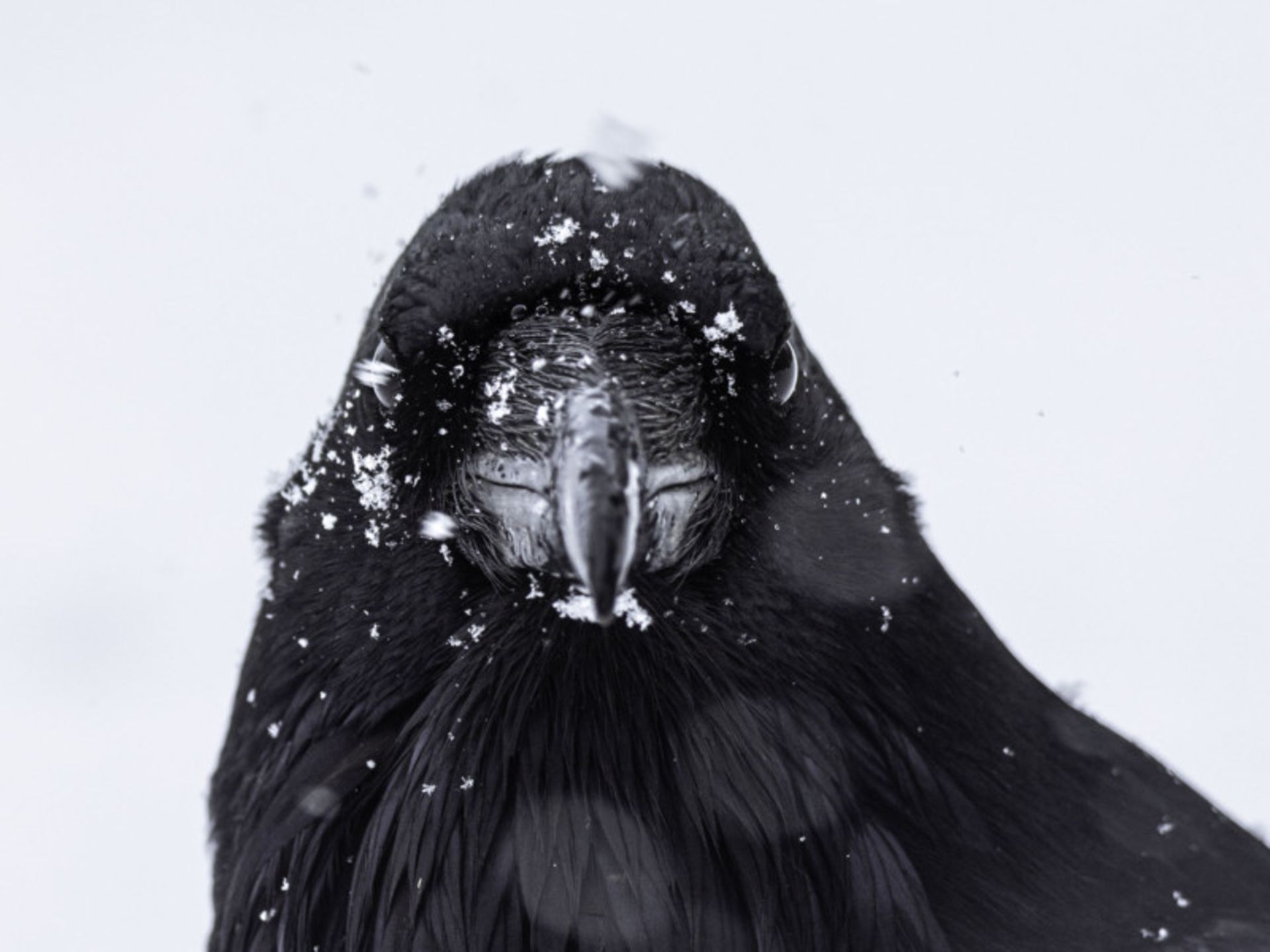  عکاسی حیات وحش