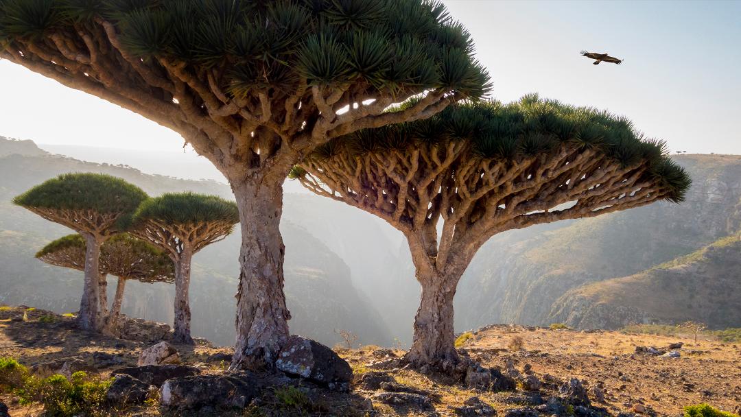 سقطرا، یمن