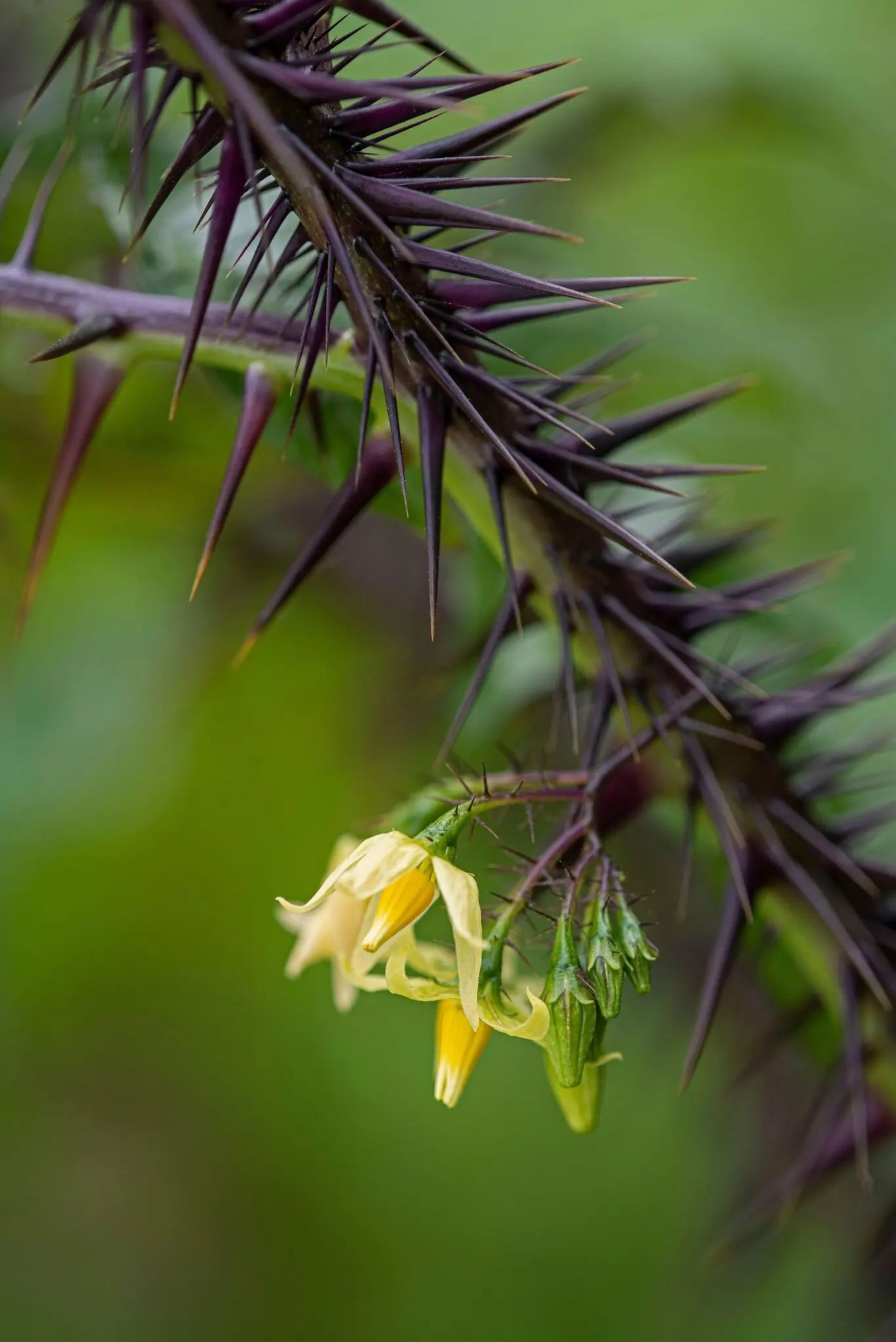 Solanum atropurpureum شیطان بنفش