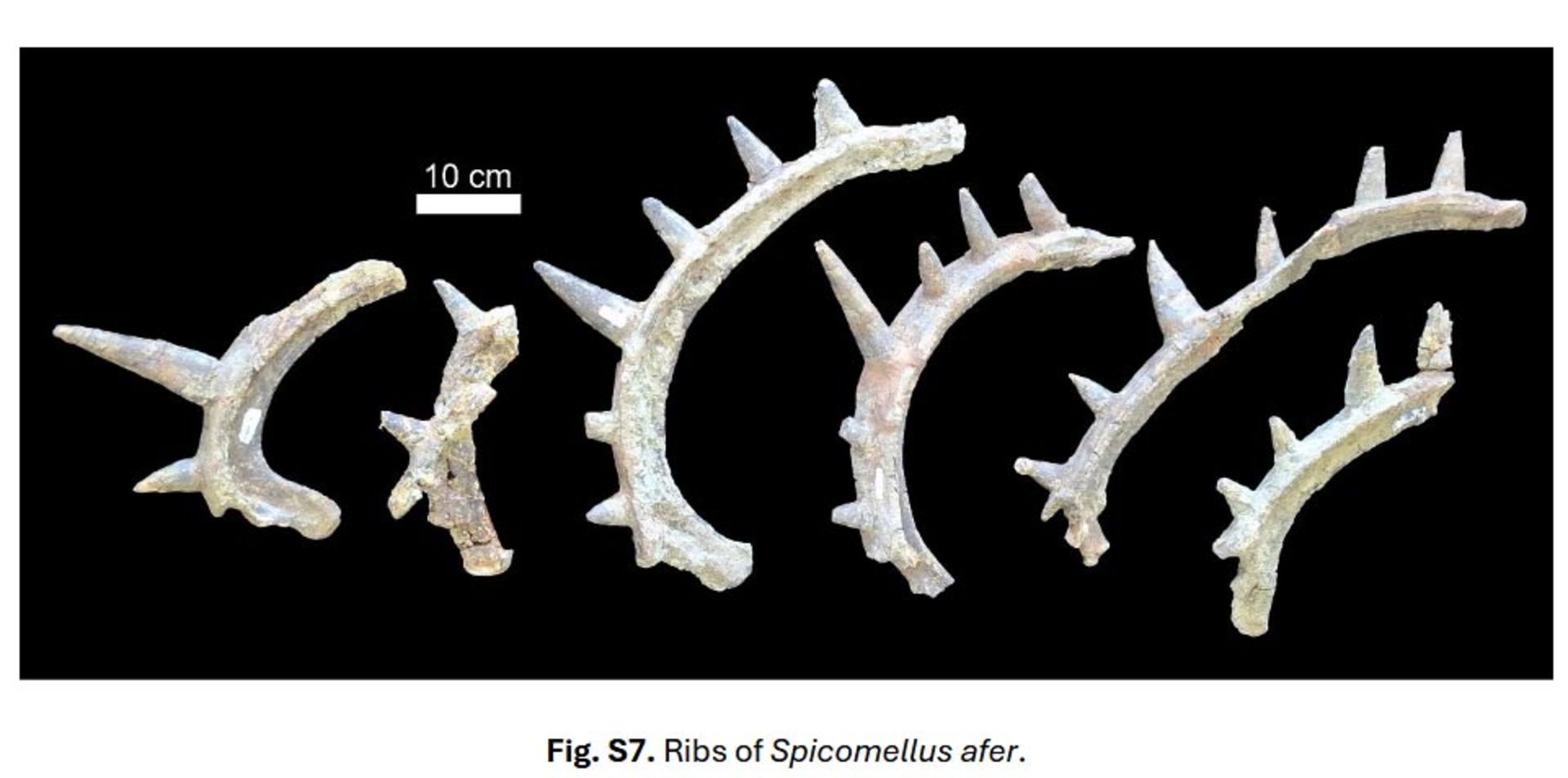 برخی از استخوان‌های دنده و خارهای اسپیکوملوس