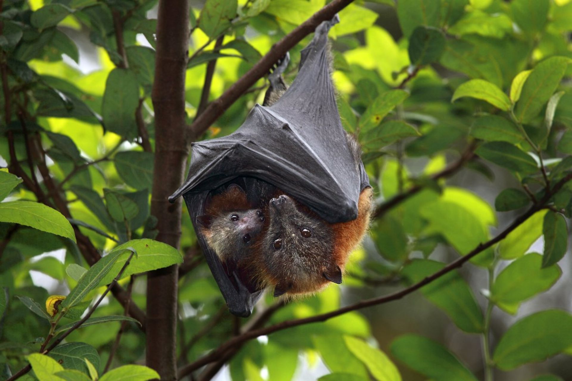 توانایی خفاش‌ها در حمل ویروس‌های کشنده