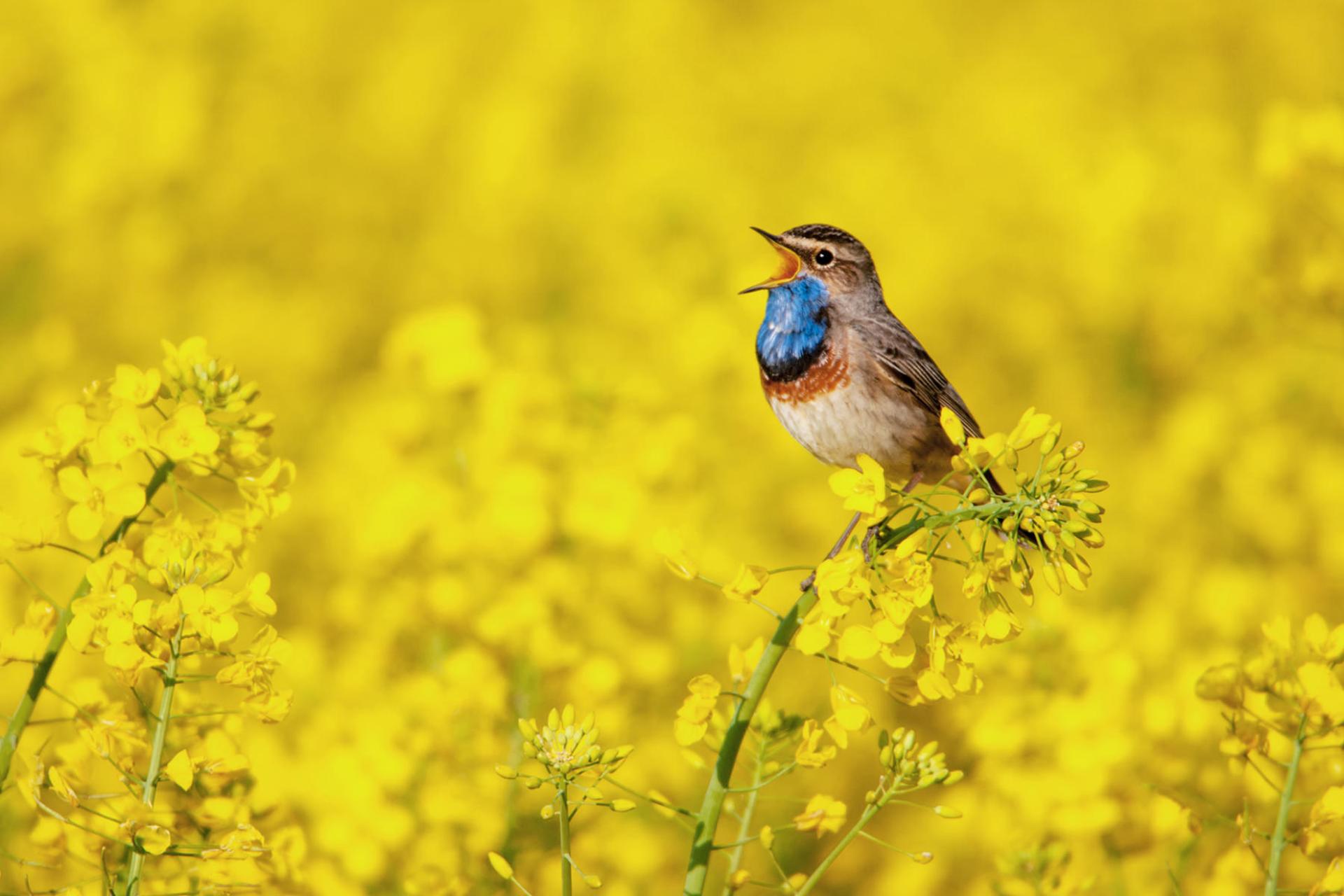 گلو آبی (Bluethroat) که با نام علمی Luscinia svecica شناخته می‌شود، یک پرنده کوچک از راسته گنجشک‌سانان و خانواده مگس‌گیران است.