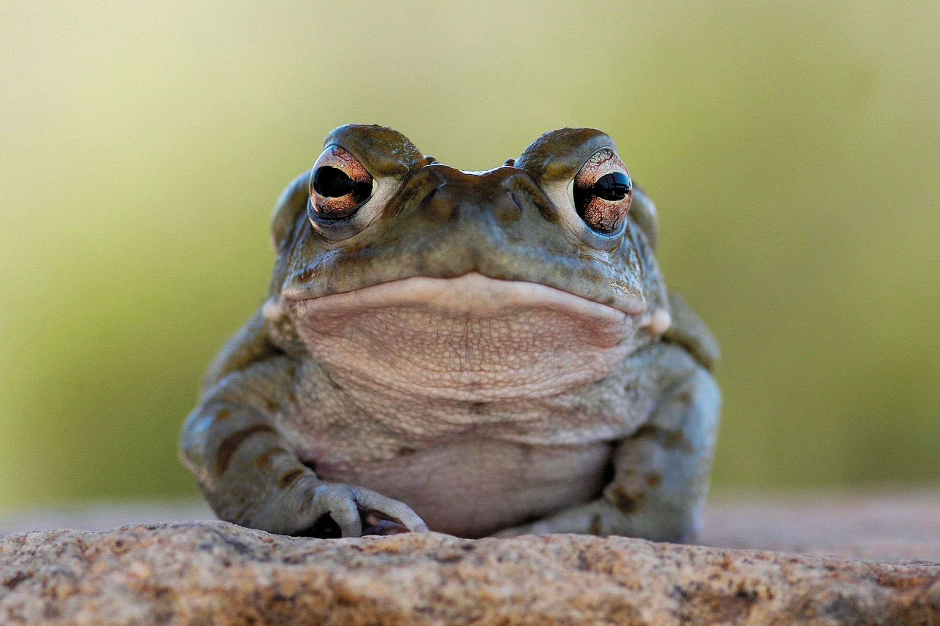 وزغ رودخانه کلرادو یا وزغ بیابان سونورا