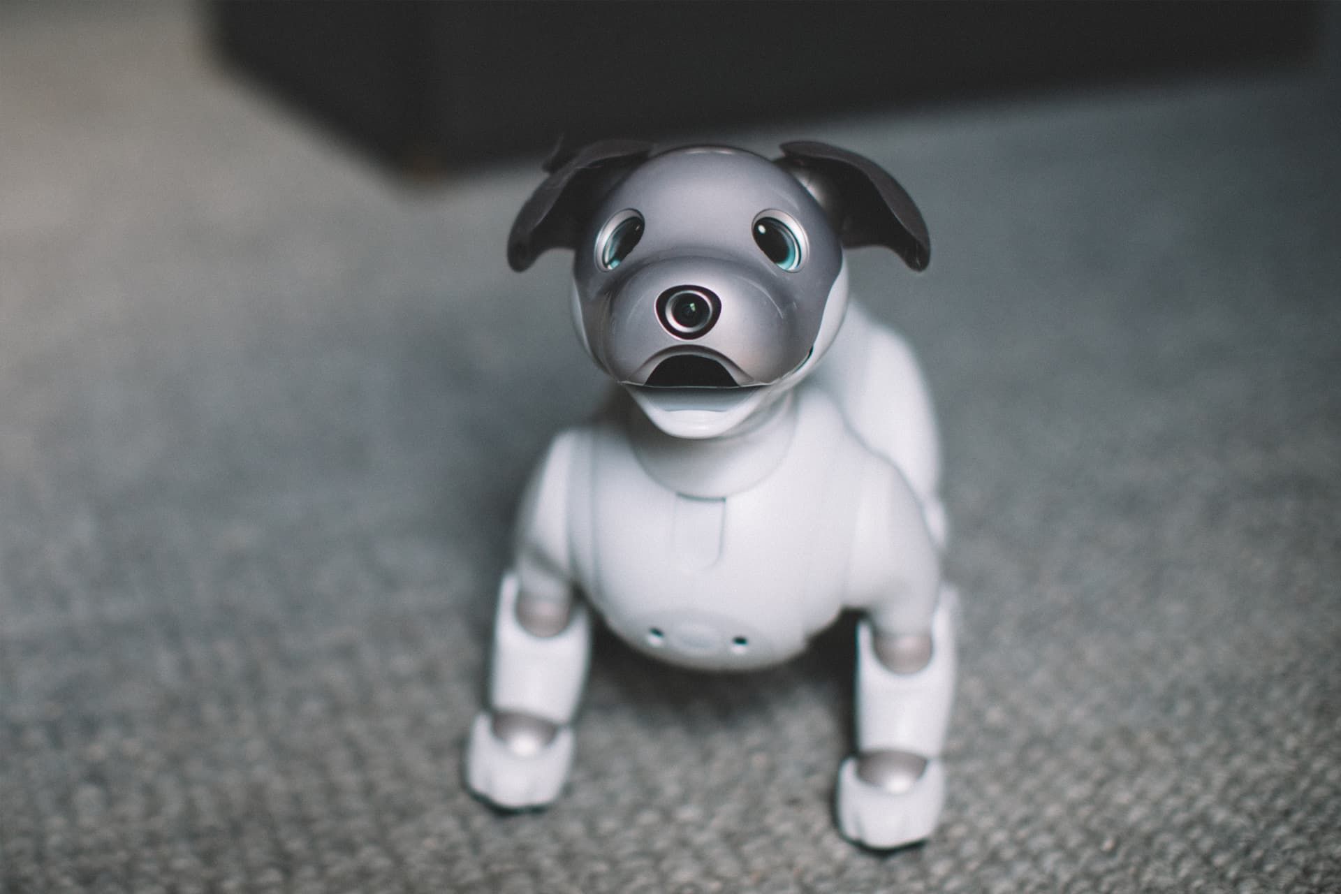 Front view of Sony Aibo robotic dog