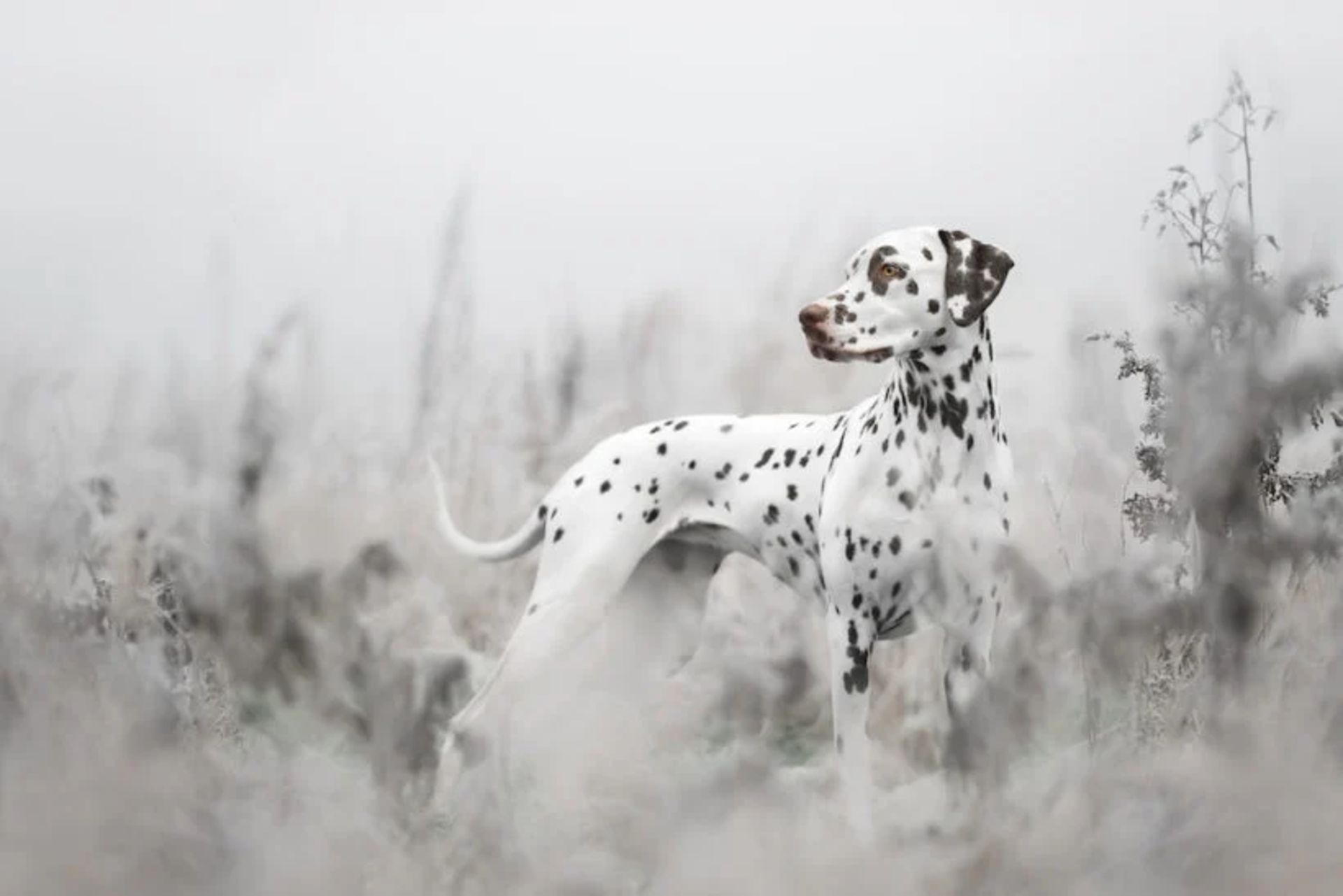 سگ خالدار سیاه و سفید دشت گل