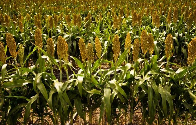 مزرعه ذرت خوشه‌ای