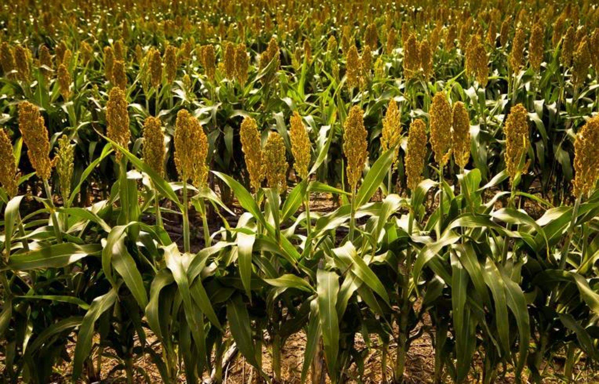 مزرعه ذرت خوشه‌ای