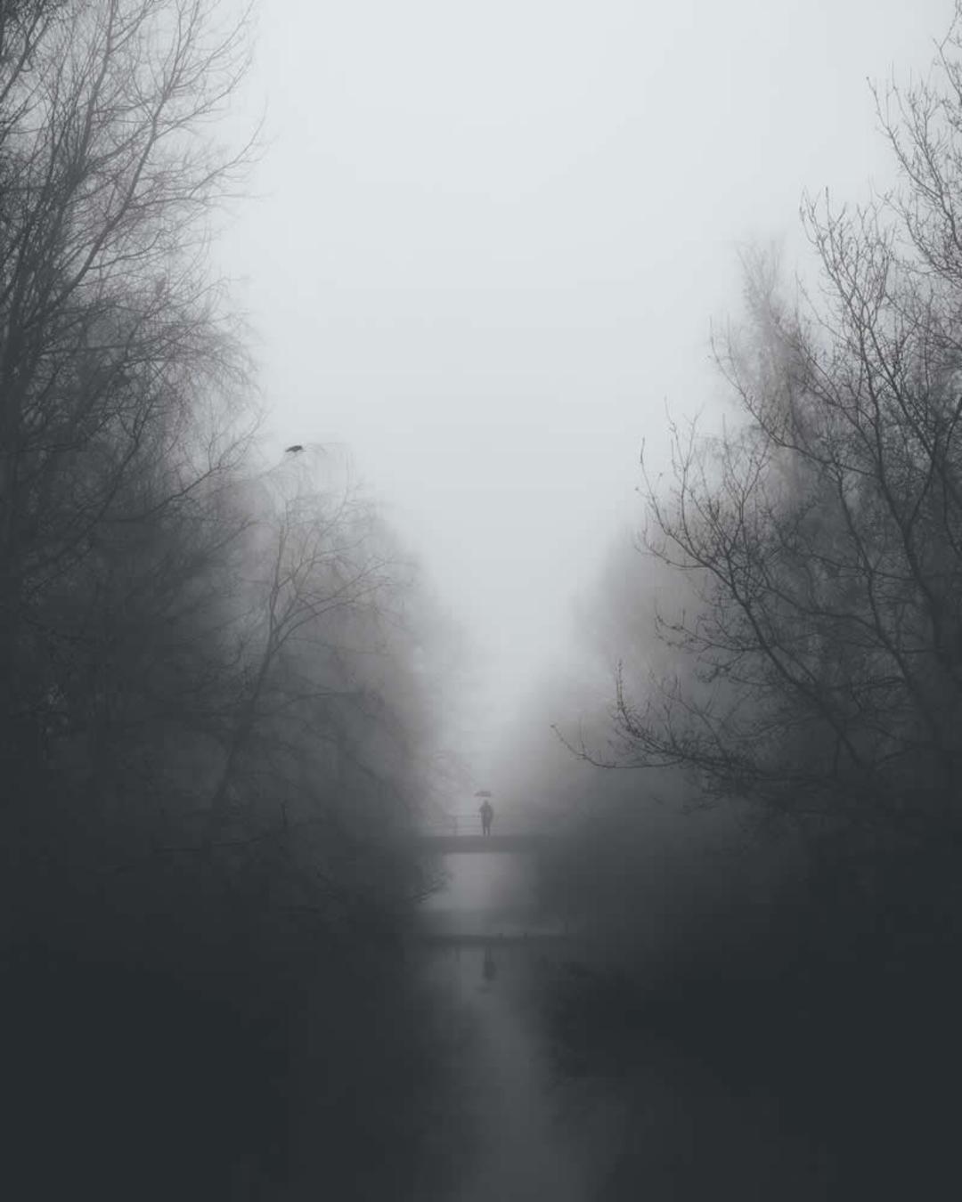 درخت ها در مه