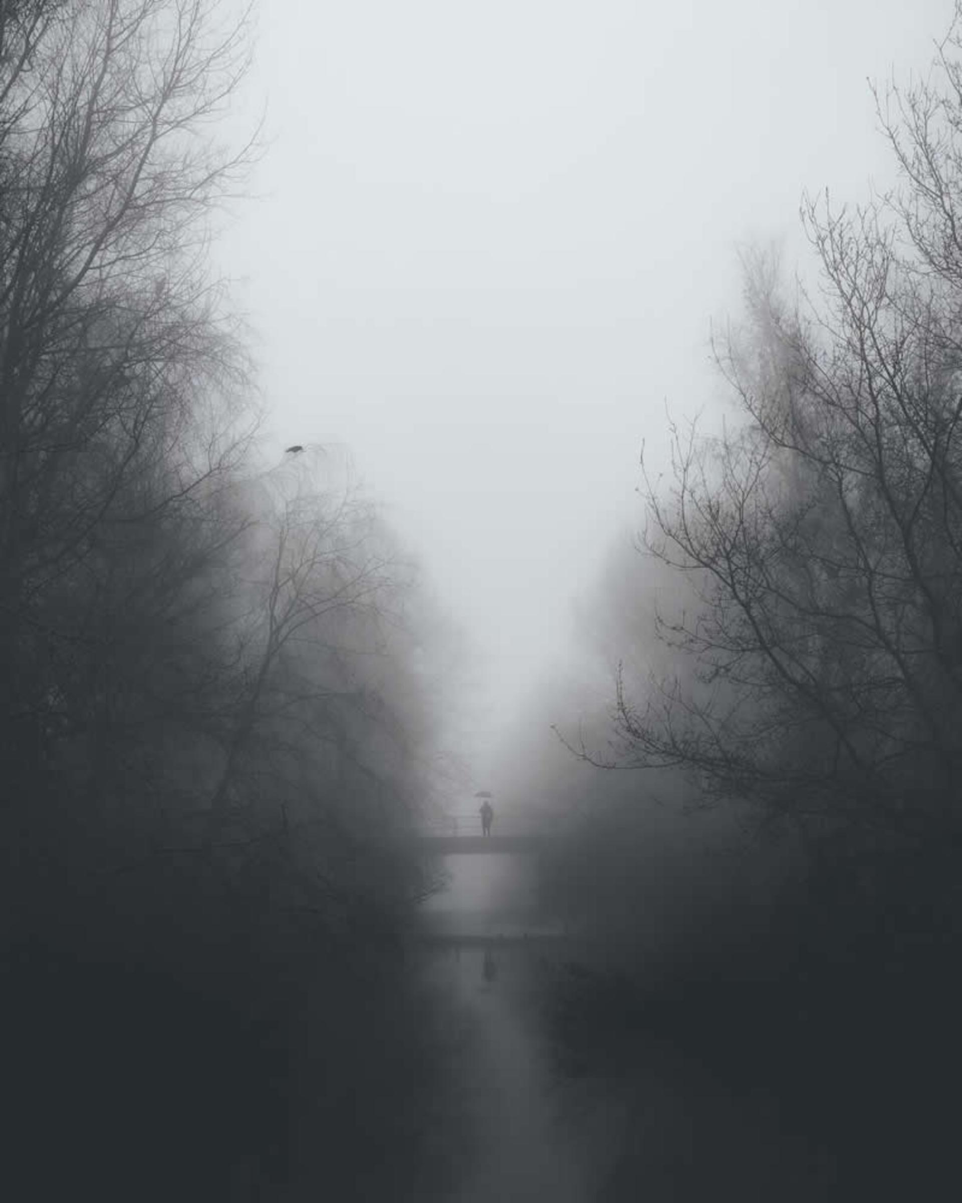 درخت ها در مه