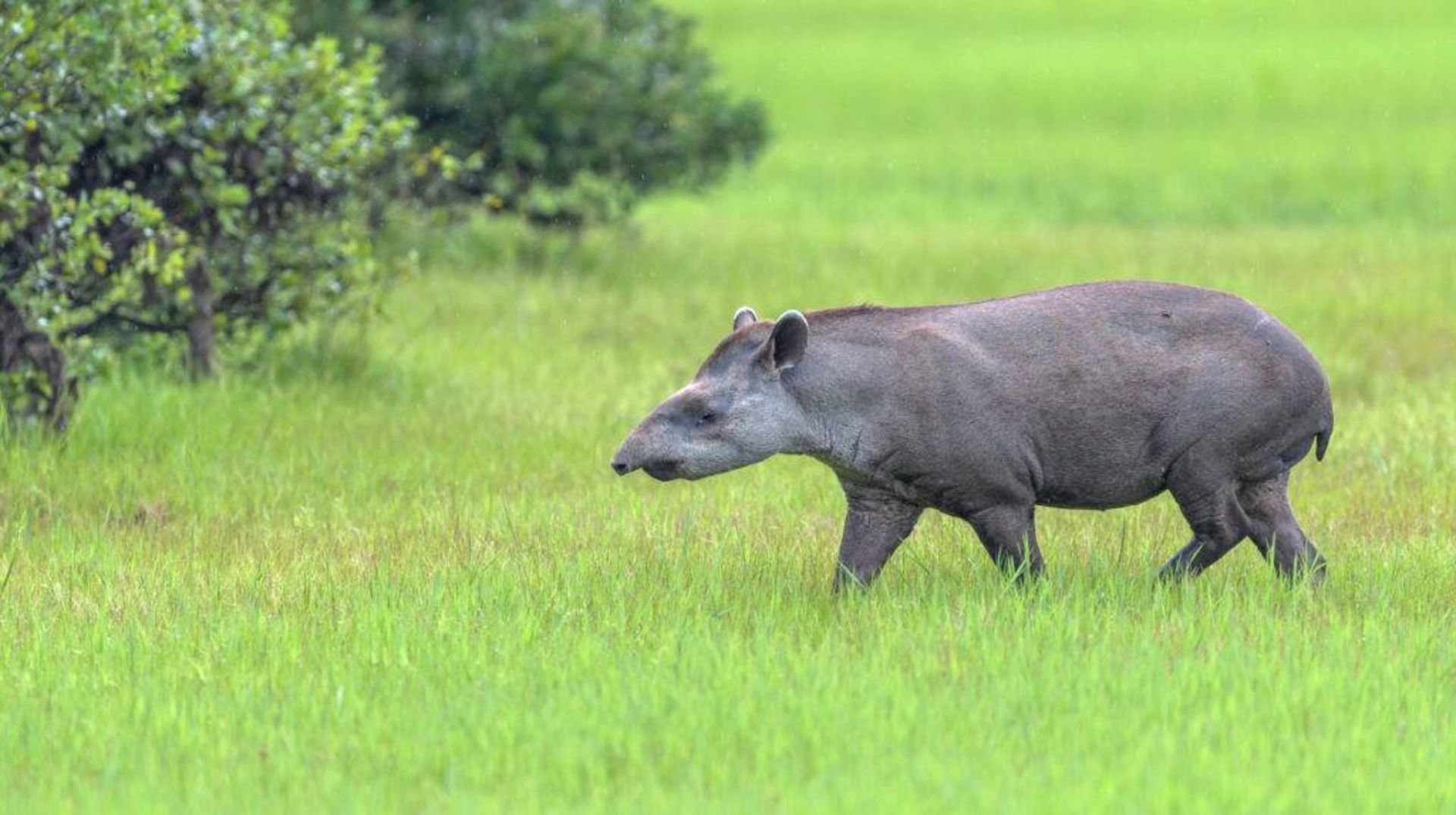 تاپیر آمریکای جنوبی