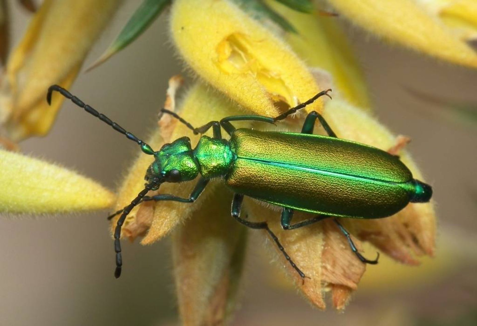 مگس اسپانیایی