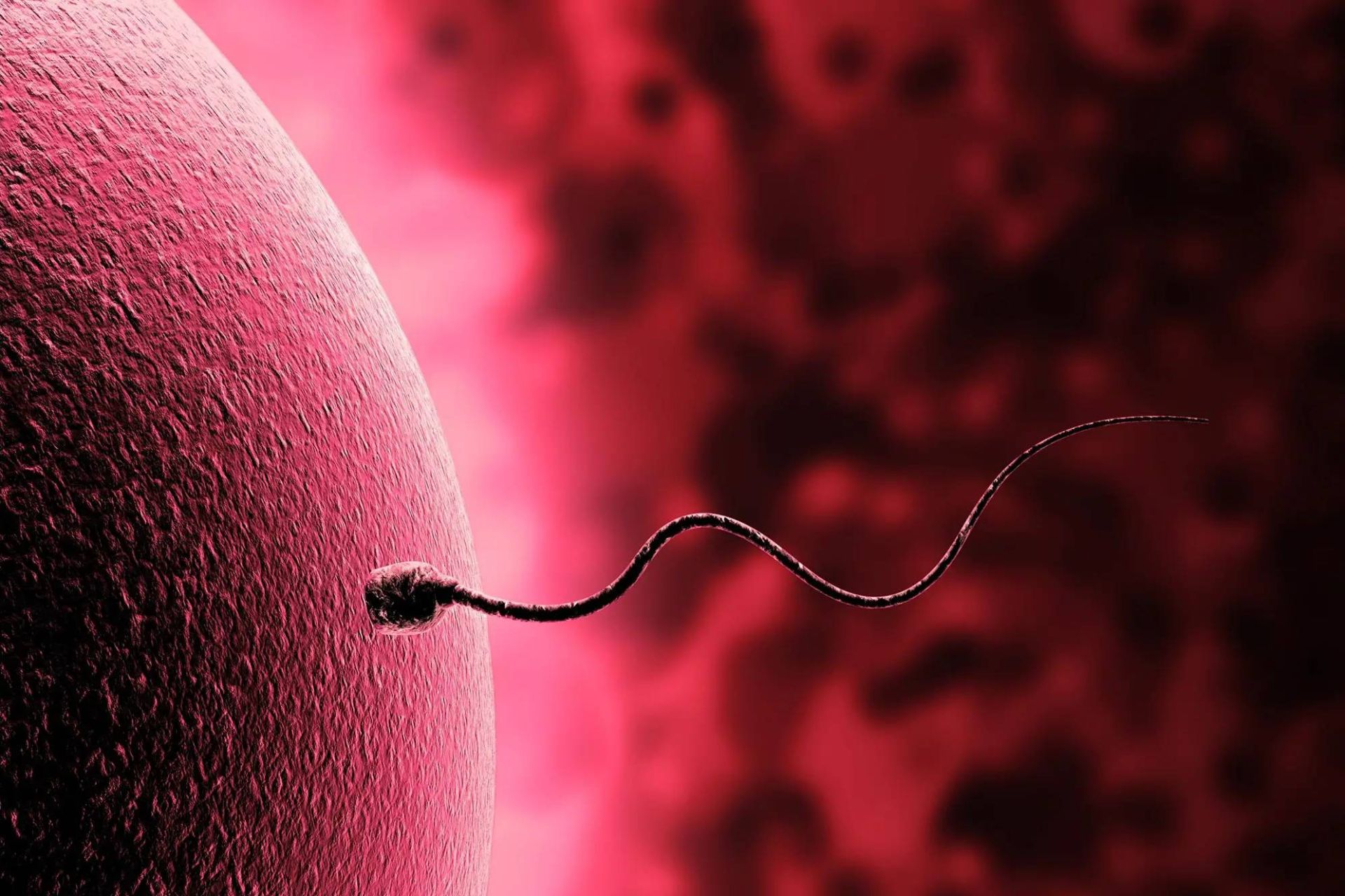 اسپرم و تخمک