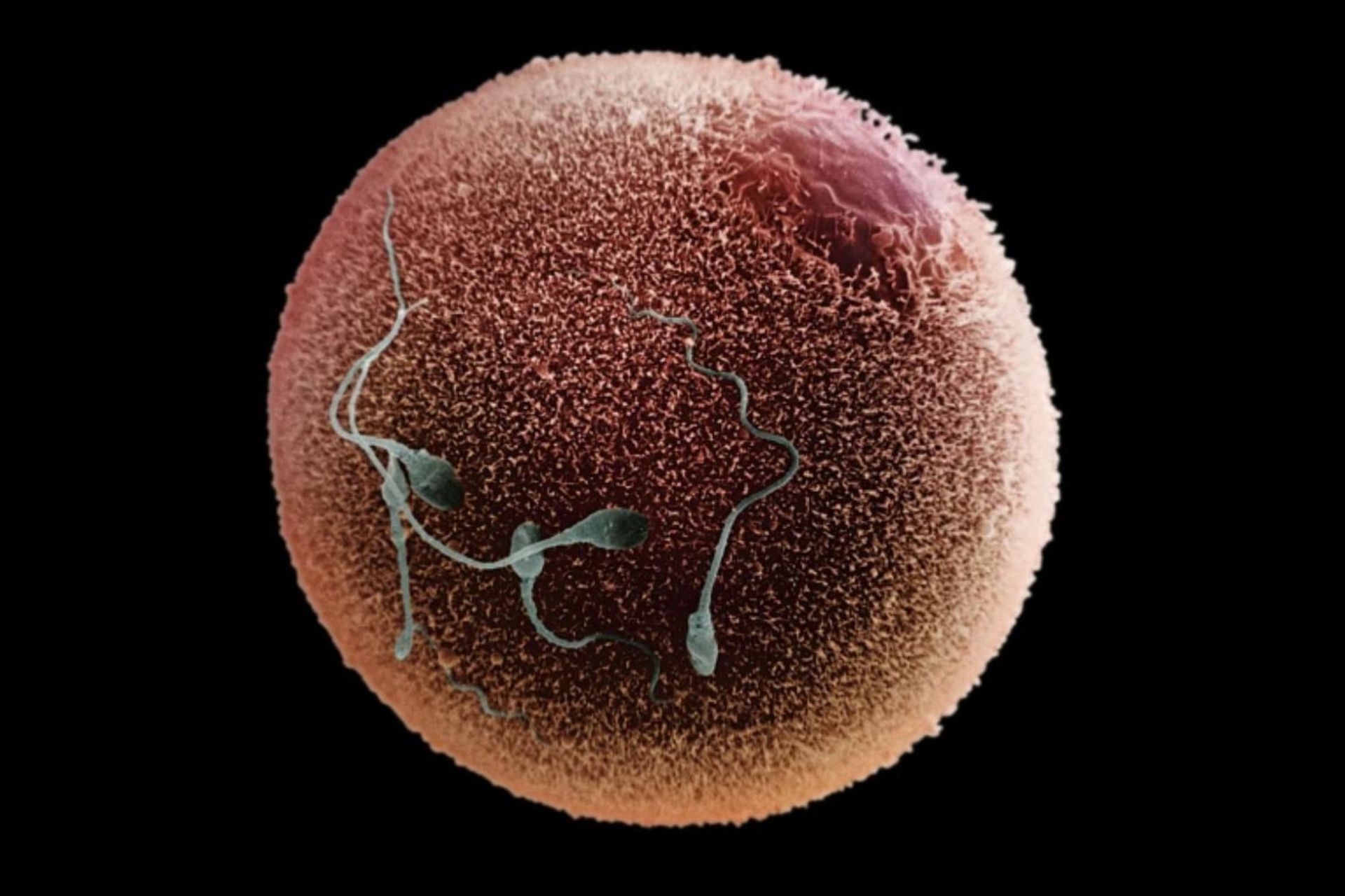 اسپرم و تخمک