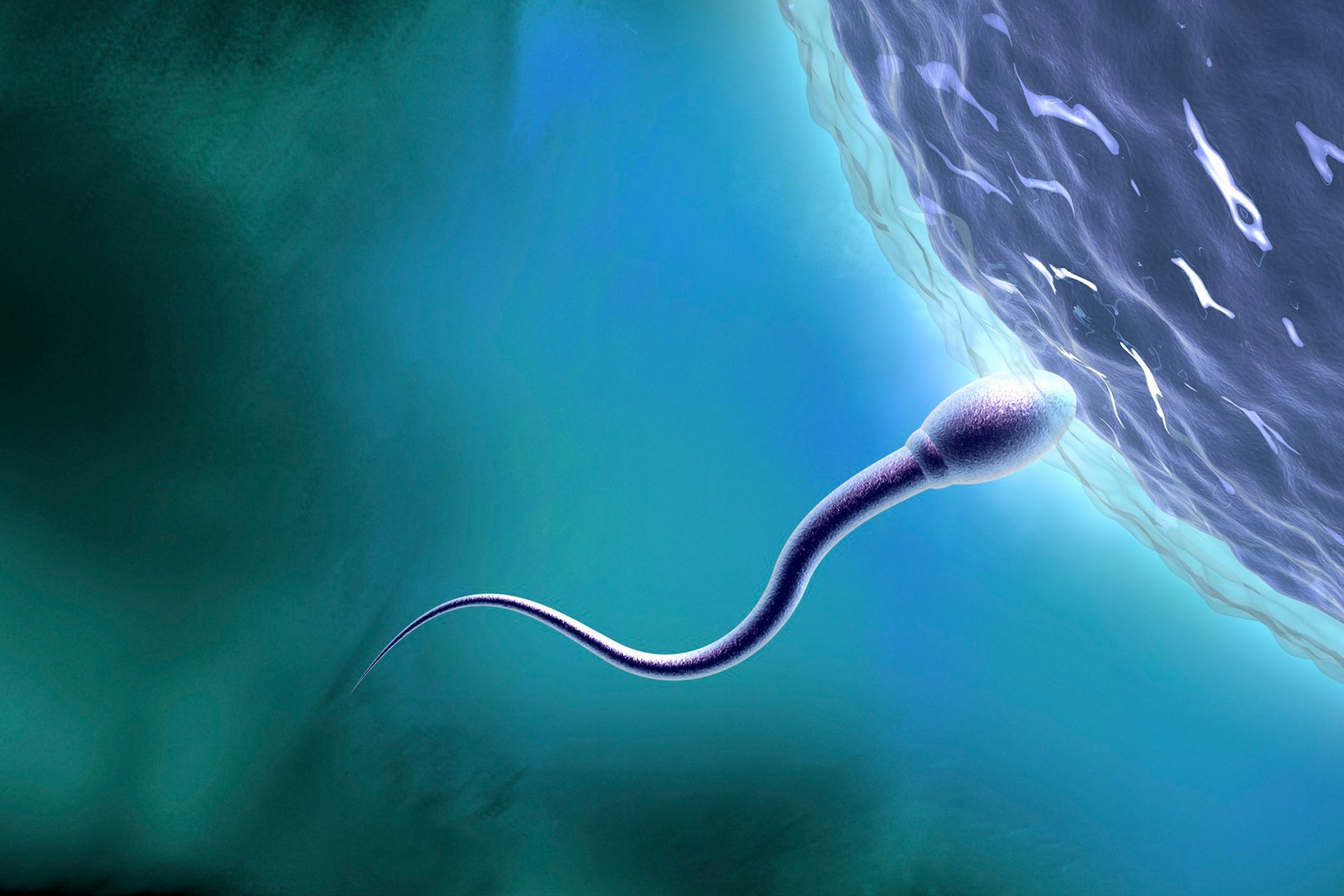 تصویرسازی سلول اسپرم