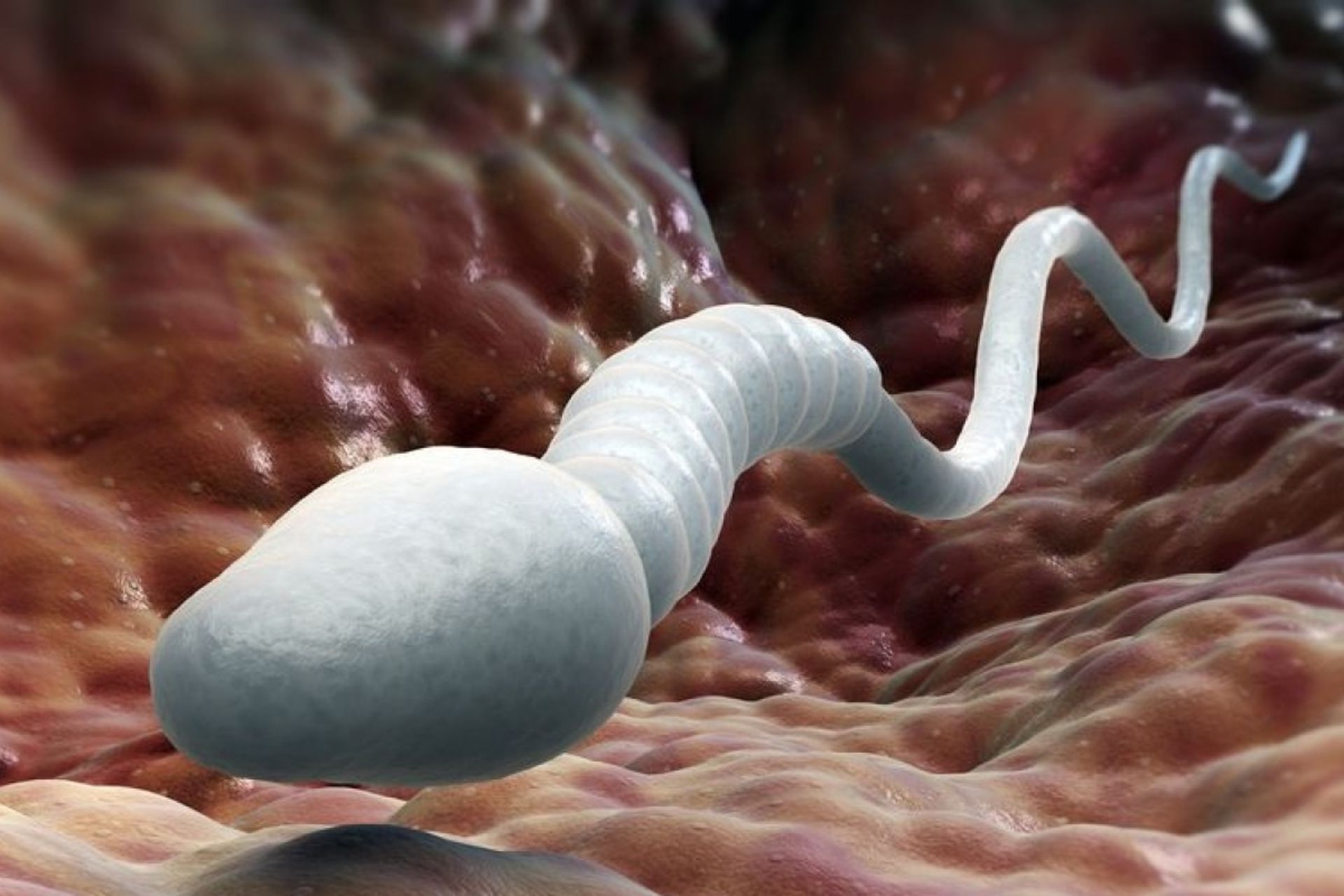 تصویری نمادین از یک اسپرم