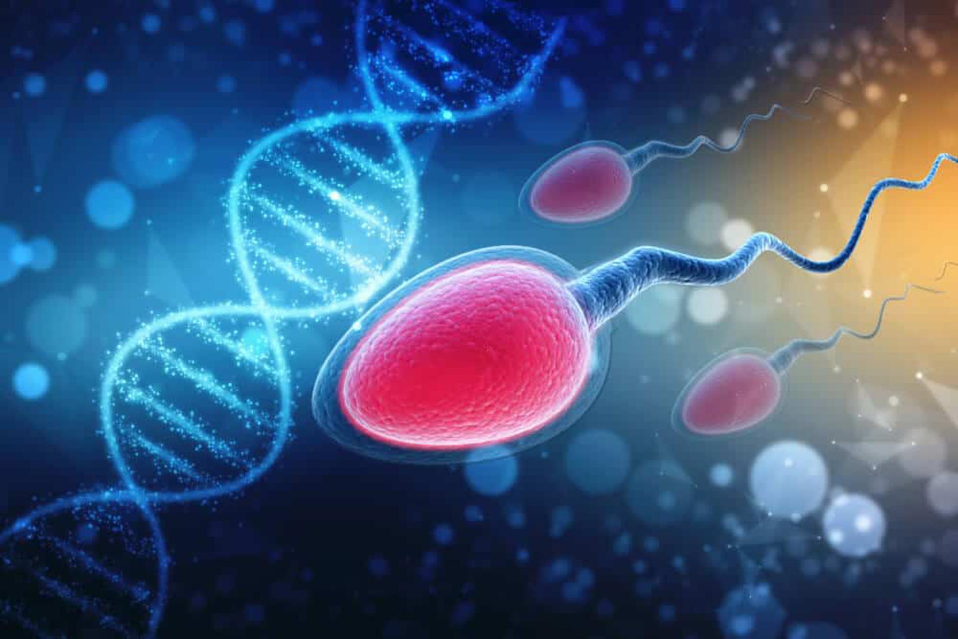 تصویرسازی DNA و اسپرم