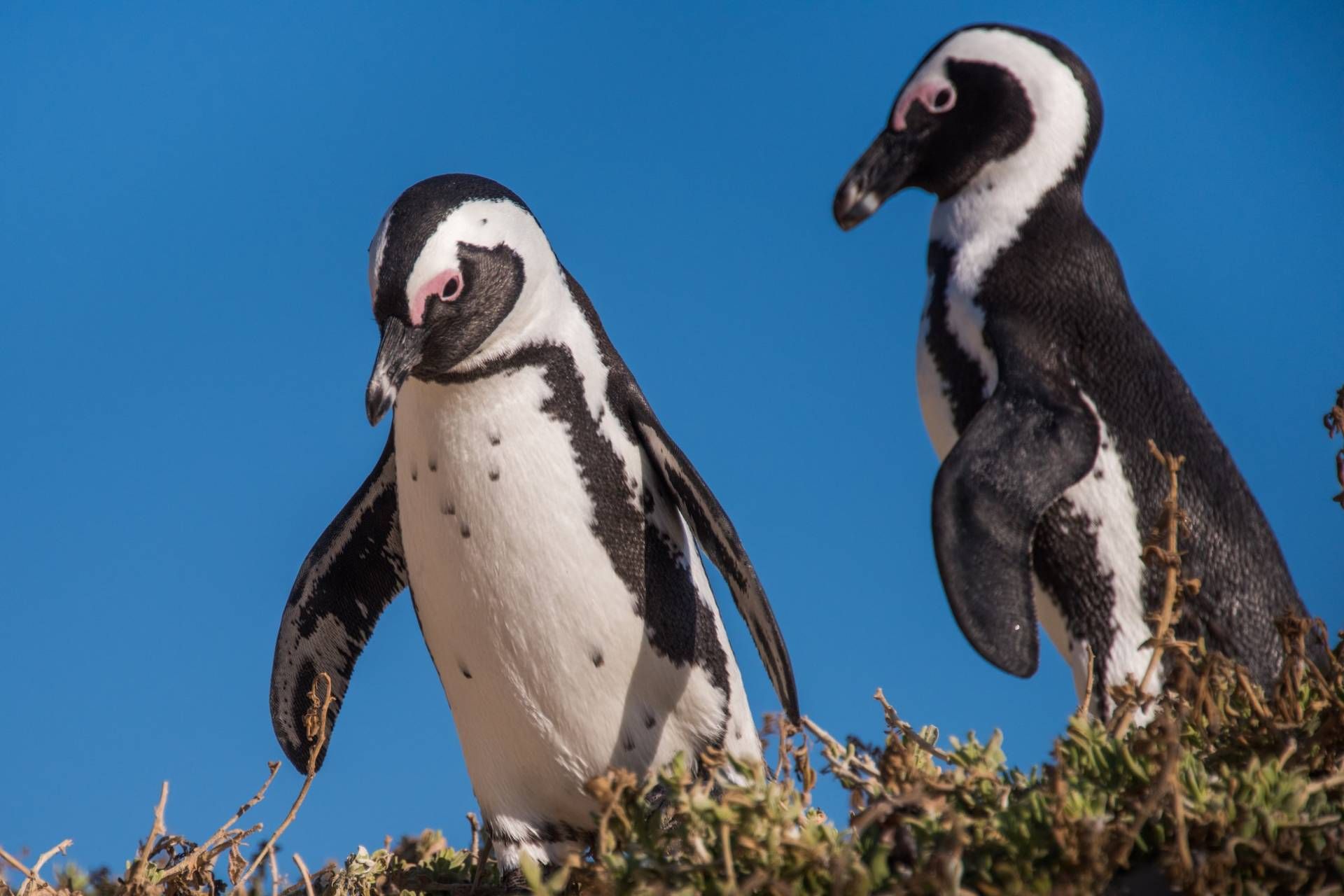 دو پنگوئن آفریقایی Spheniscus demersus
