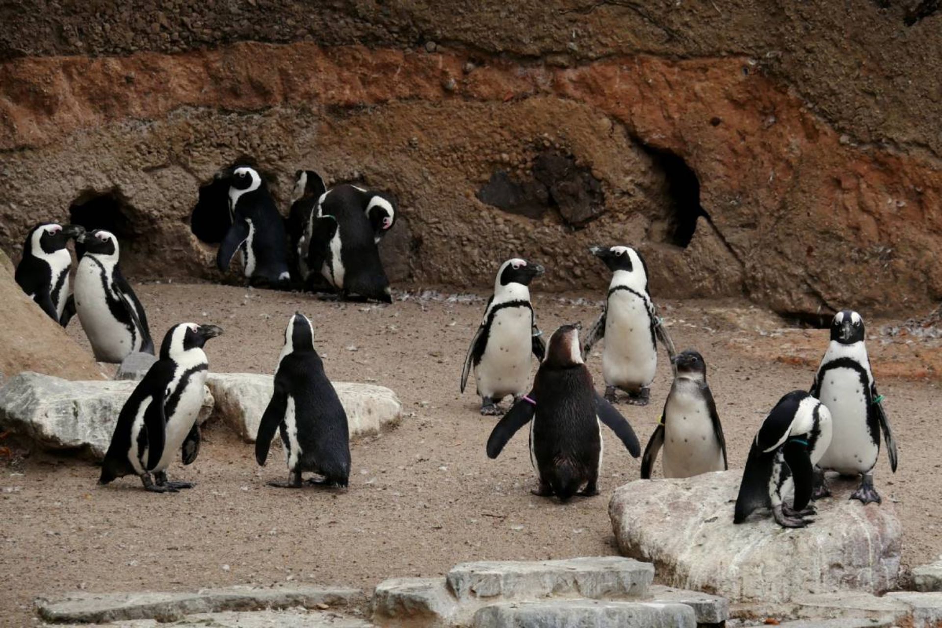 گروهی از پنگوئن‌های آفریقایی Spheniscus demersus در ساحل