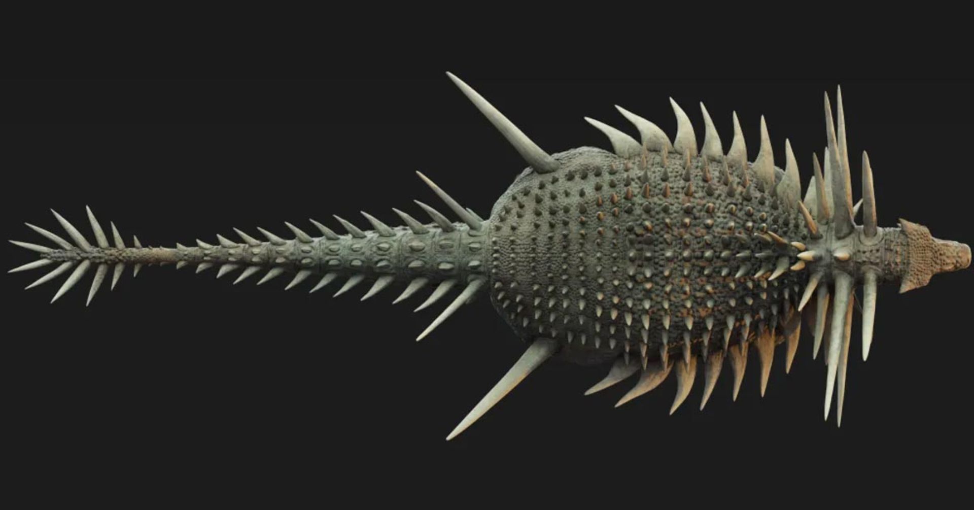 تصویرسازی از دایناسور زره‌پوش اسپیکوملوس از نمای بالا