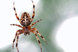چرا عنکبوت‌ها هشت پا دارند؟