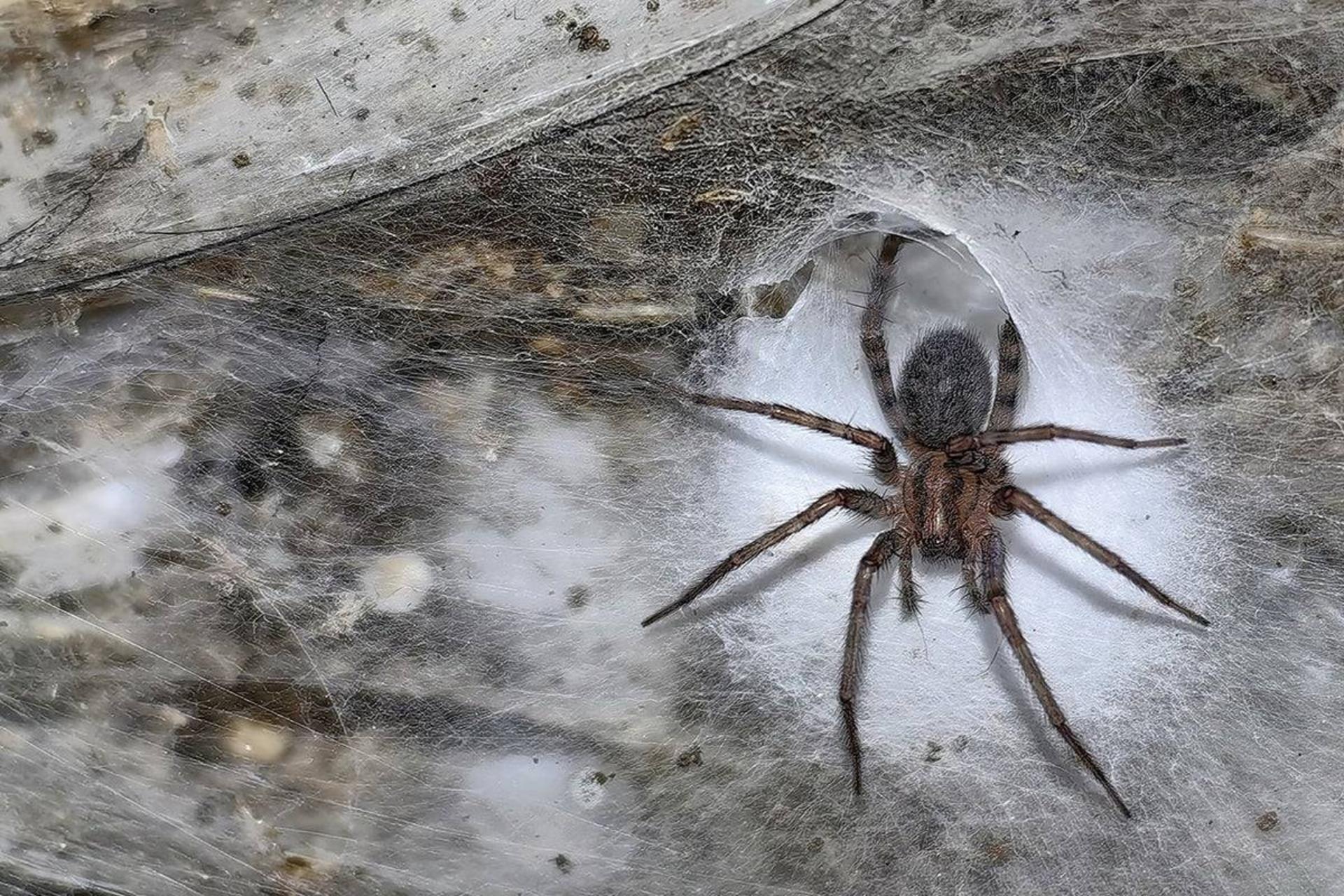 Tegenaria domestica روی تار عنکبوت