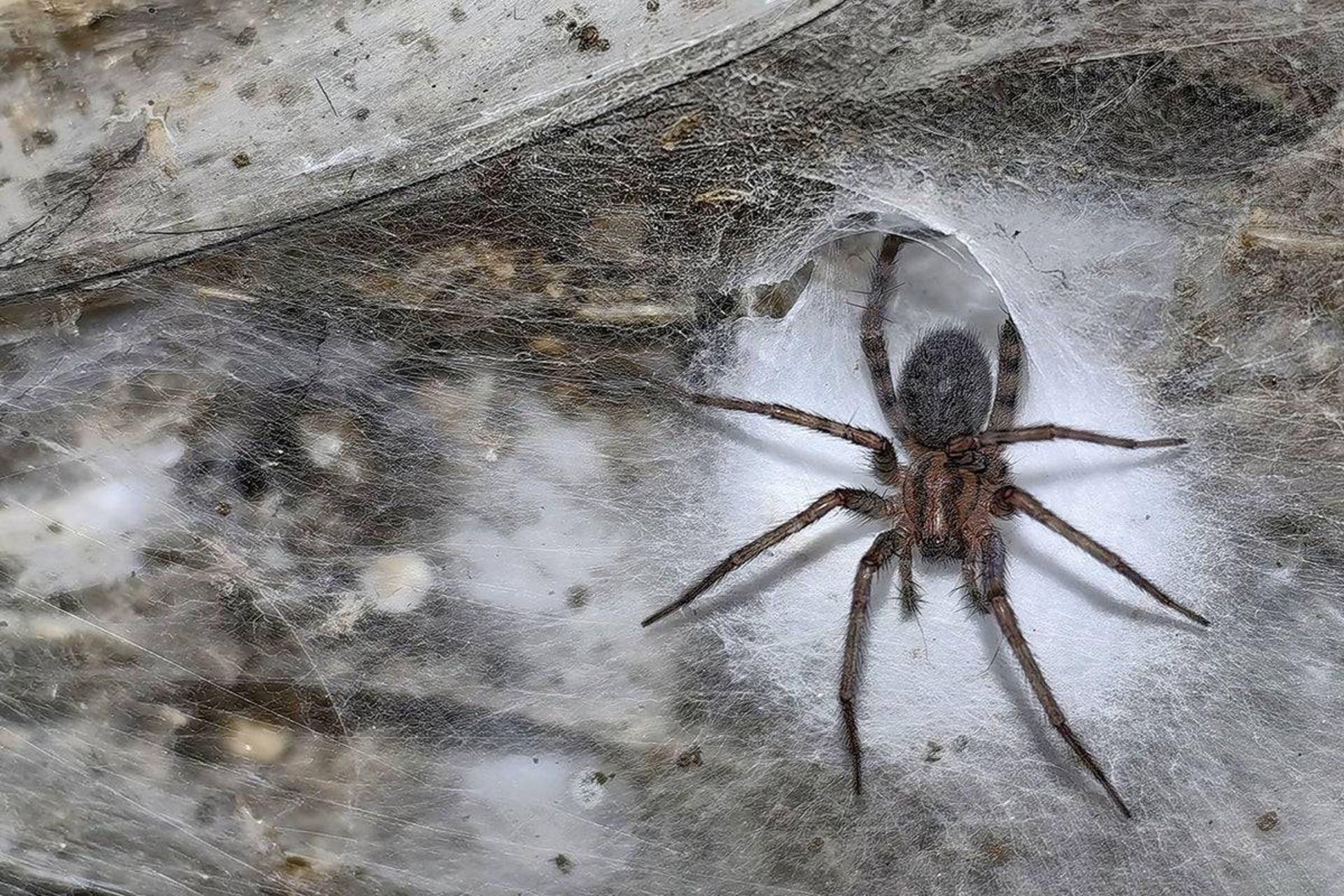Tegenaria domestica روی تار عنکبوت