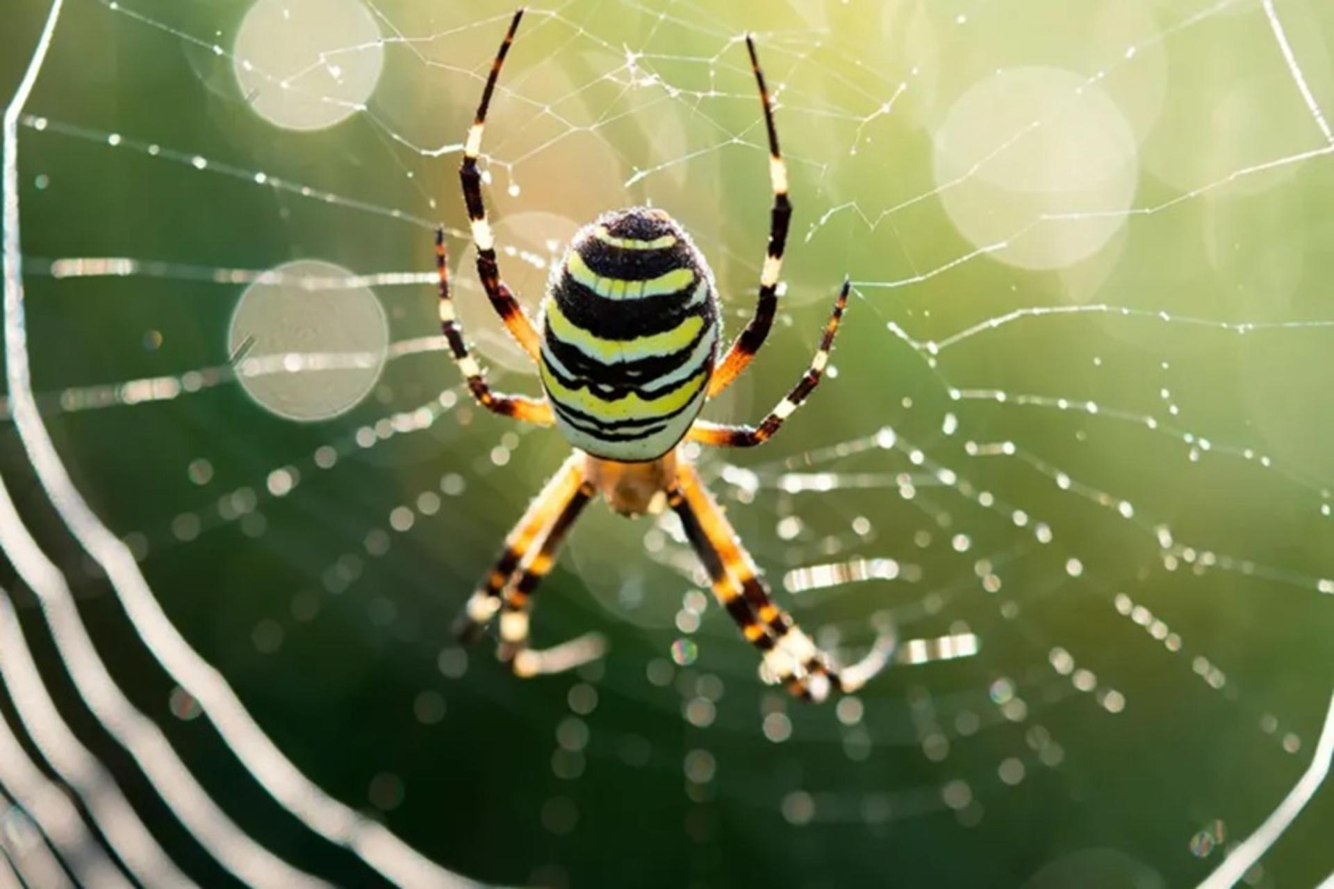 رازهای تار عنکبوت