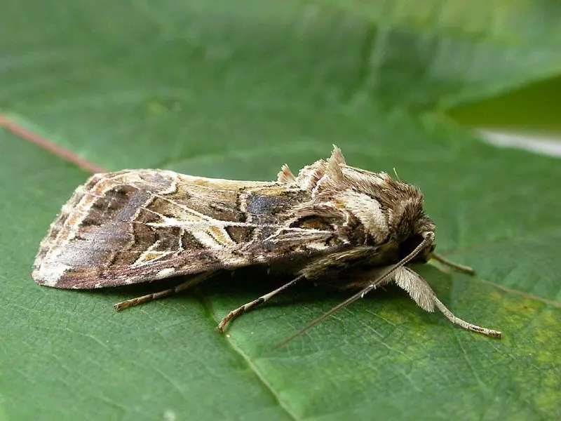 تصویری از کرم برگ‌خوار پنبه‌ (Spodoptera littoralis) روی برگ