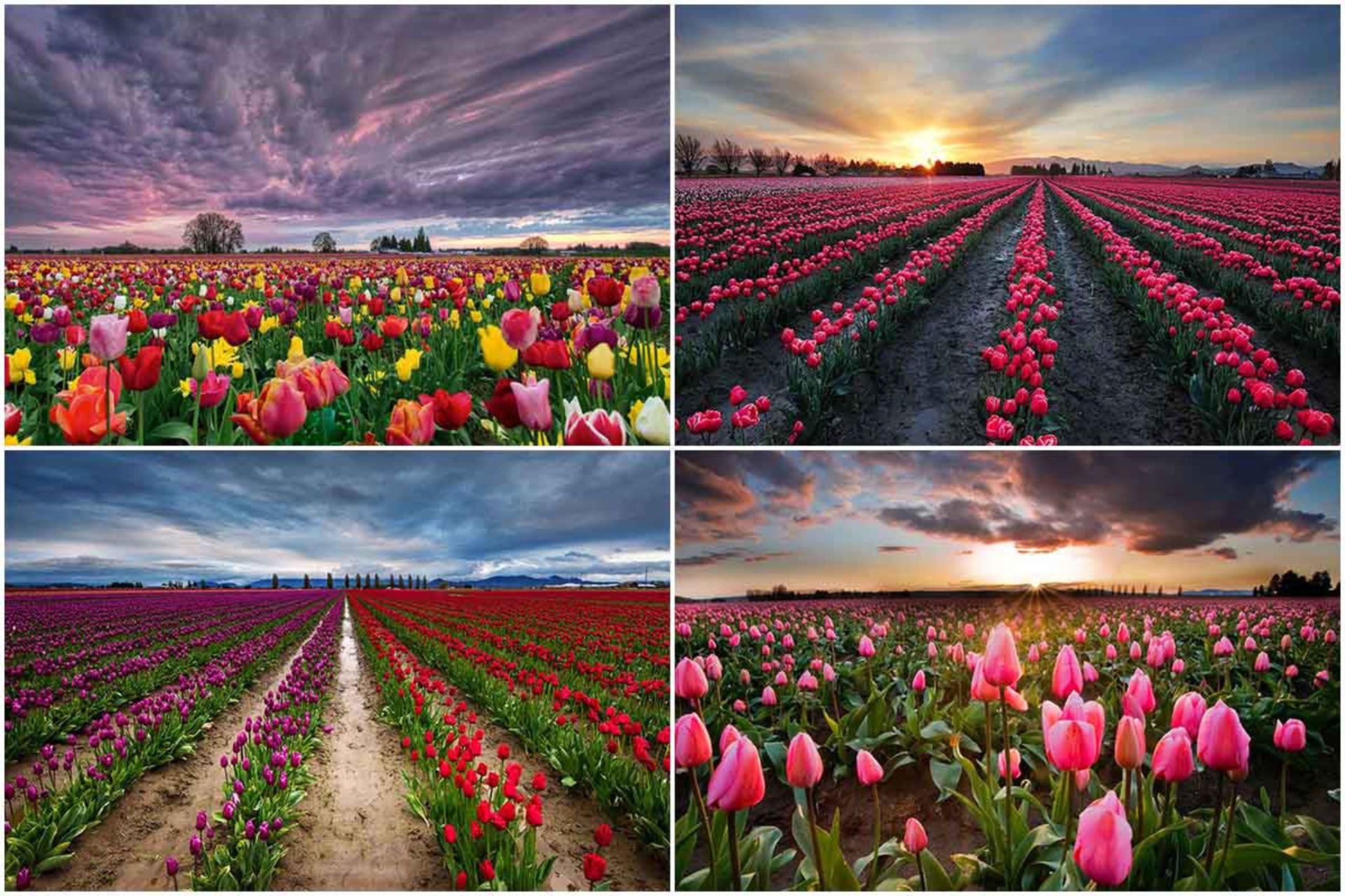 مزرعه گل لاله 