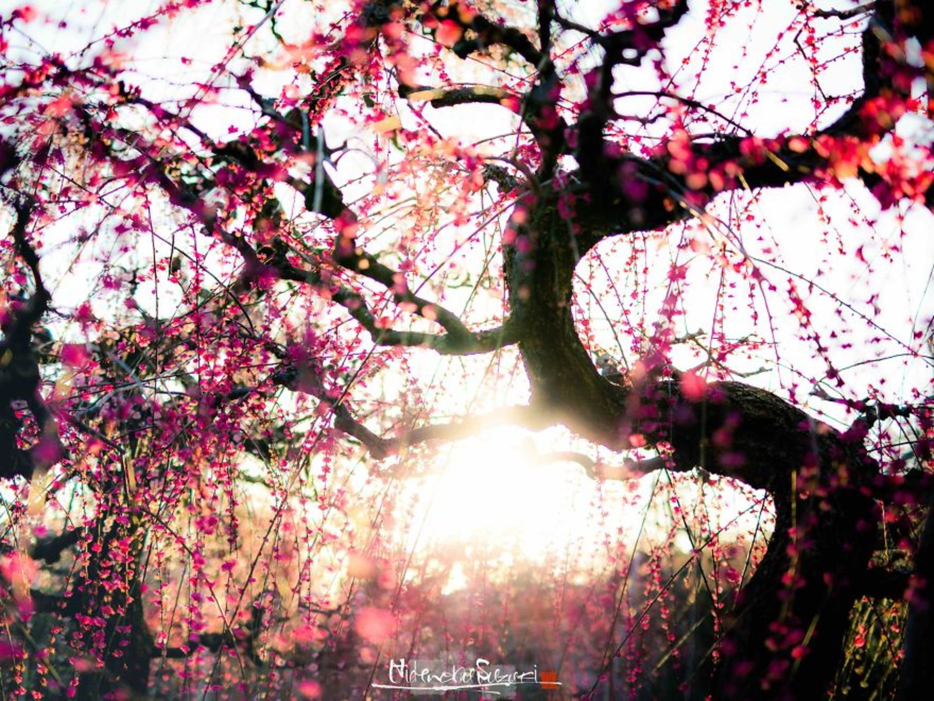 شکوفه درخت آلو بهار ژاپن