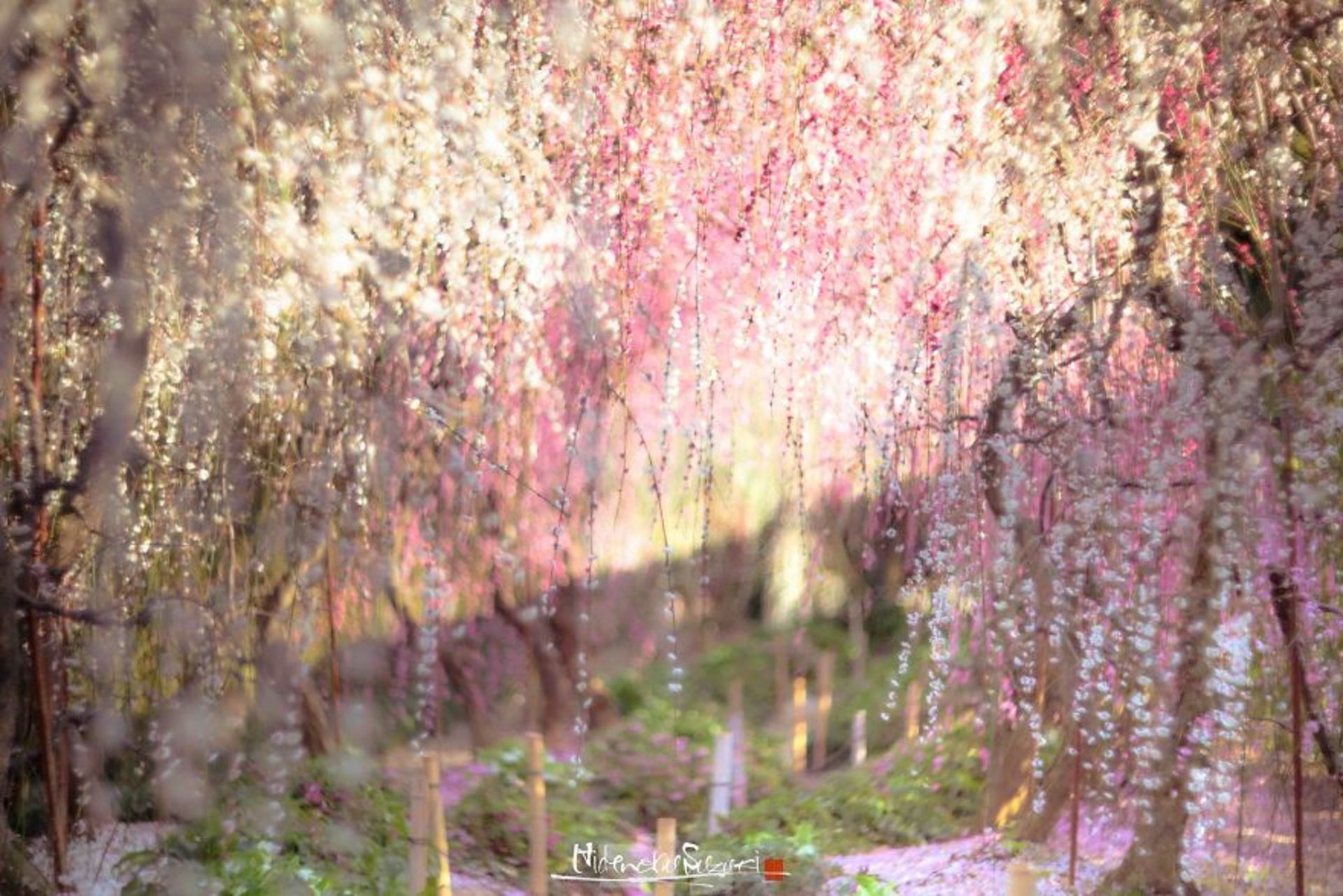 شکوفه های صورتی درختان ژاپنی