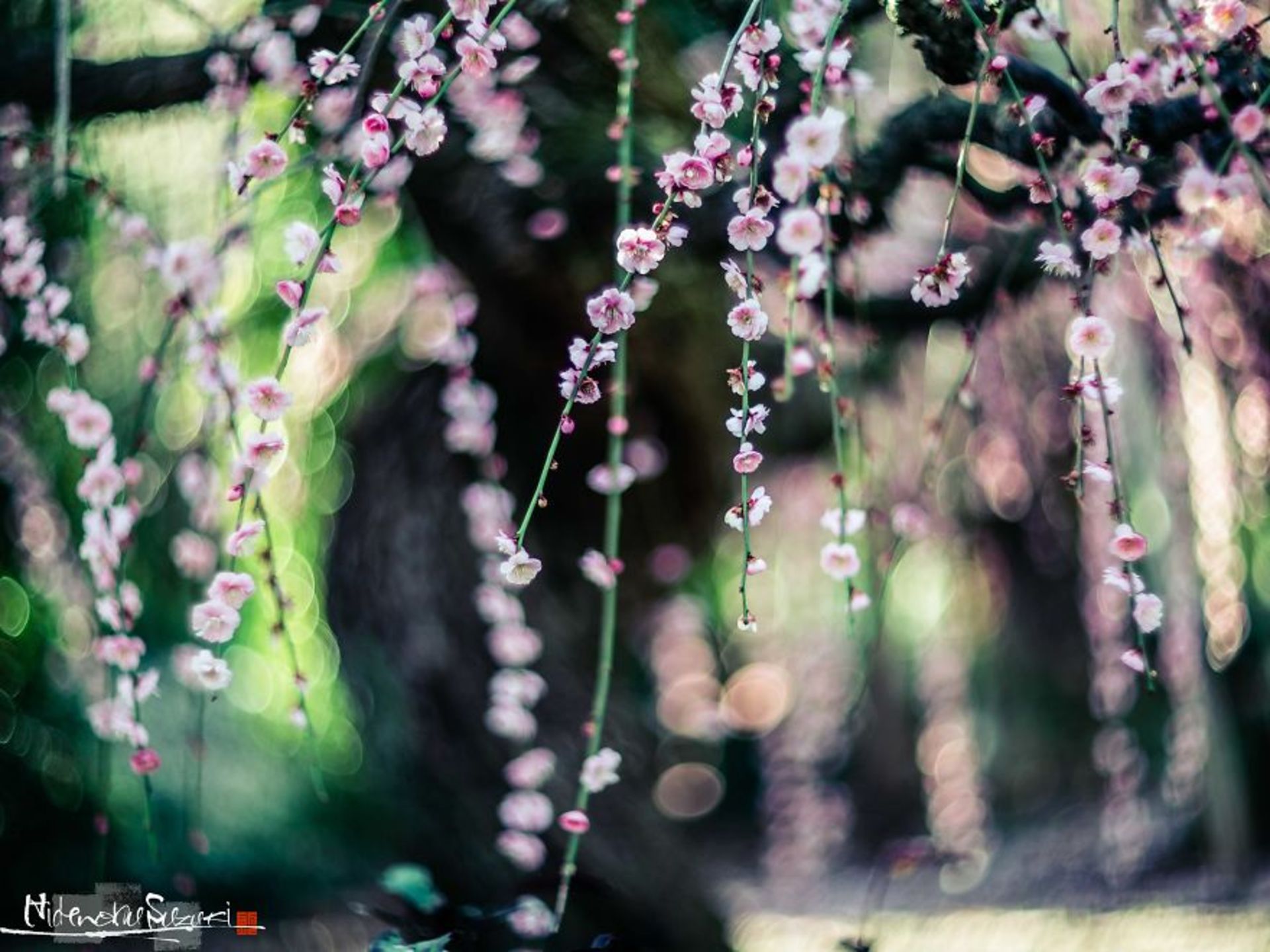شاخه‌ های پر شکوفه
