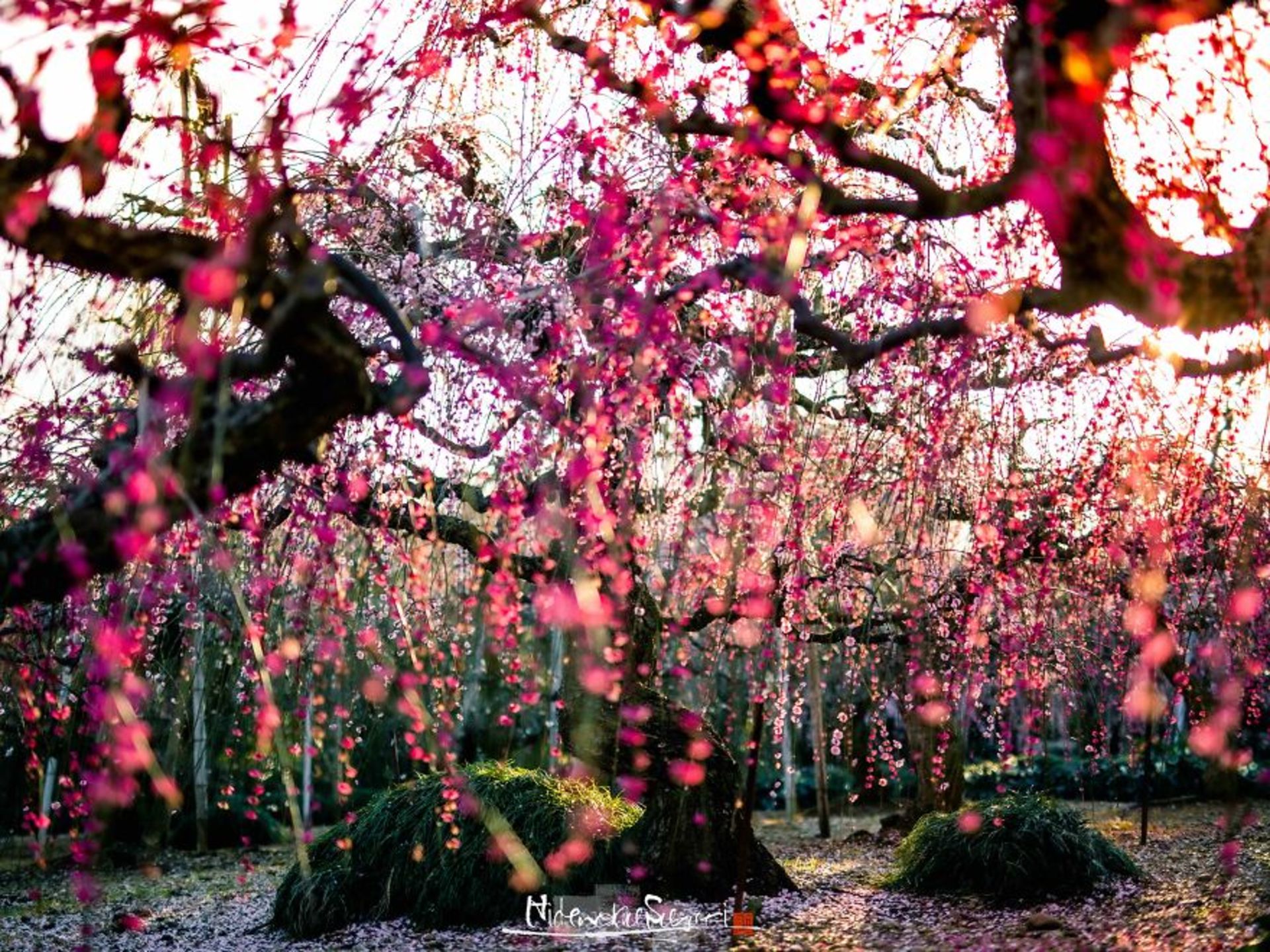 شکوفه های صورتی درختان ژاپنی