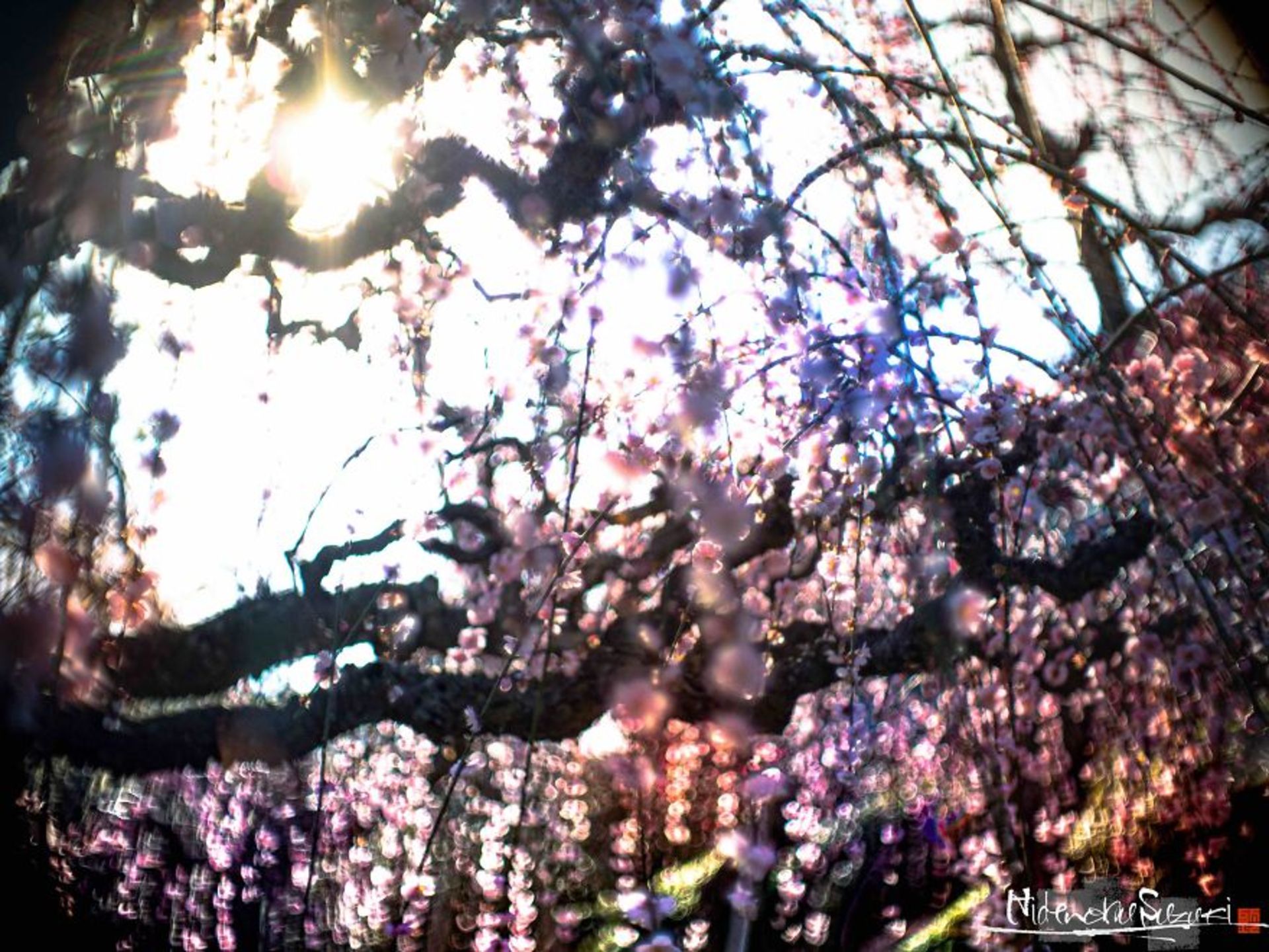 شکوفه درختان آلو ژاپنی