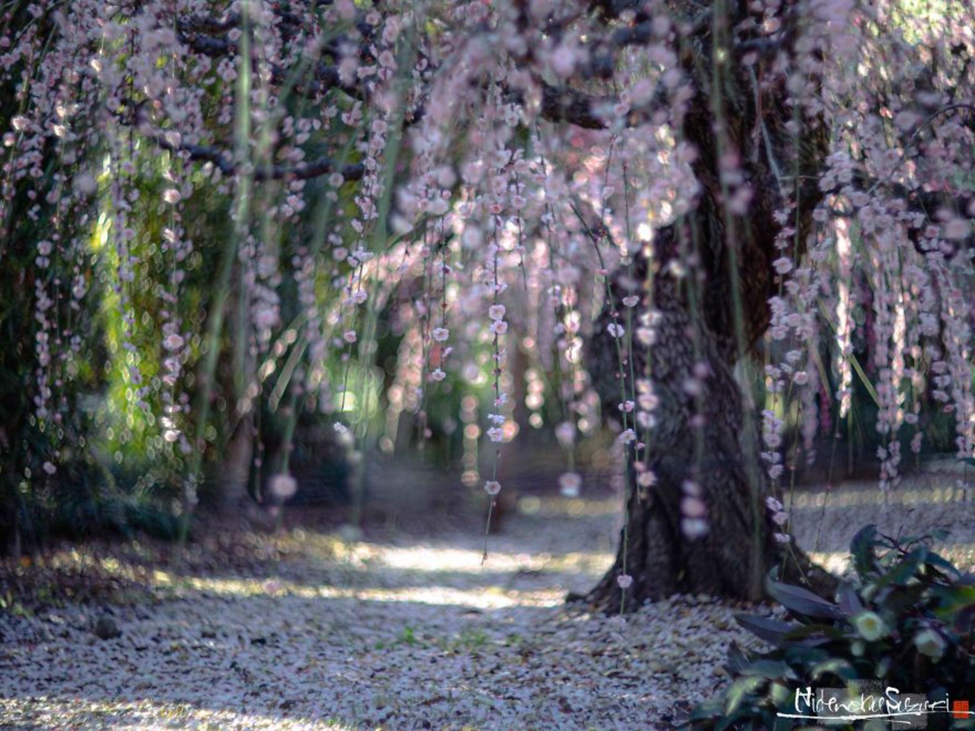 درختان پرشکوفه ژاپن