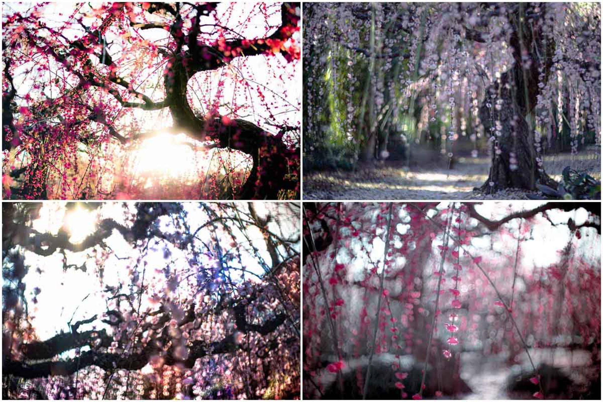 بهار در ژاپن - شکوفه درختان آلو 