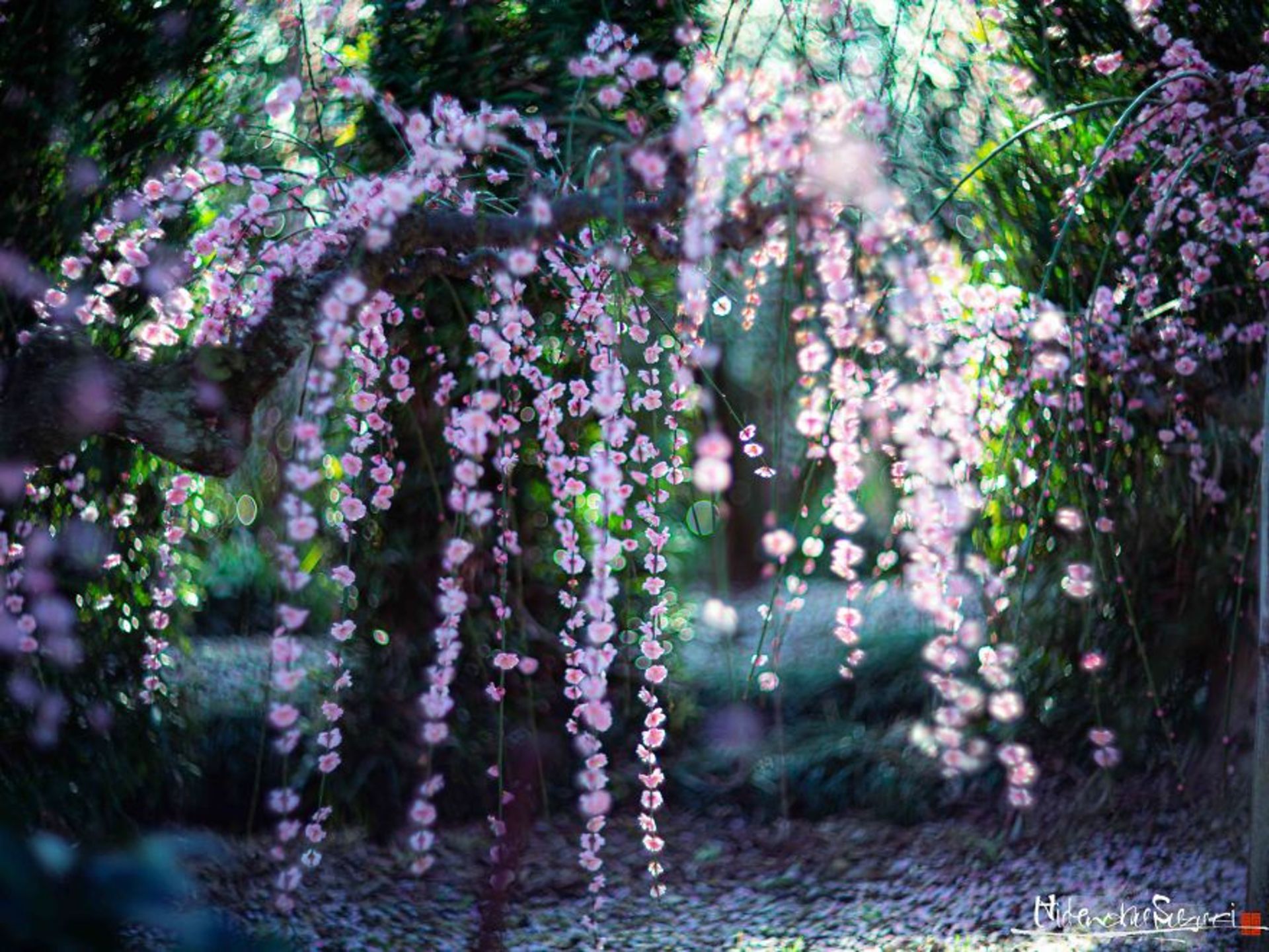 شکوفه صورتی درخت