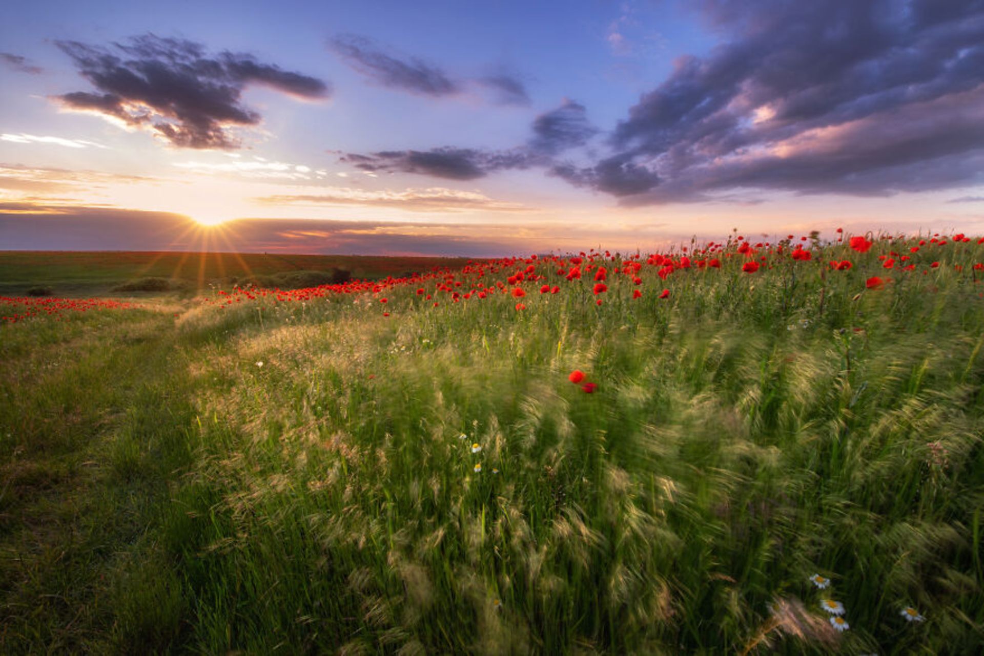 دشت الاله در رومانی