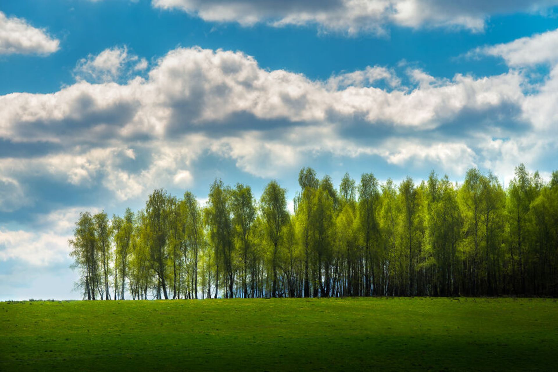 درختان در دشت سبز آسمان پر ابر