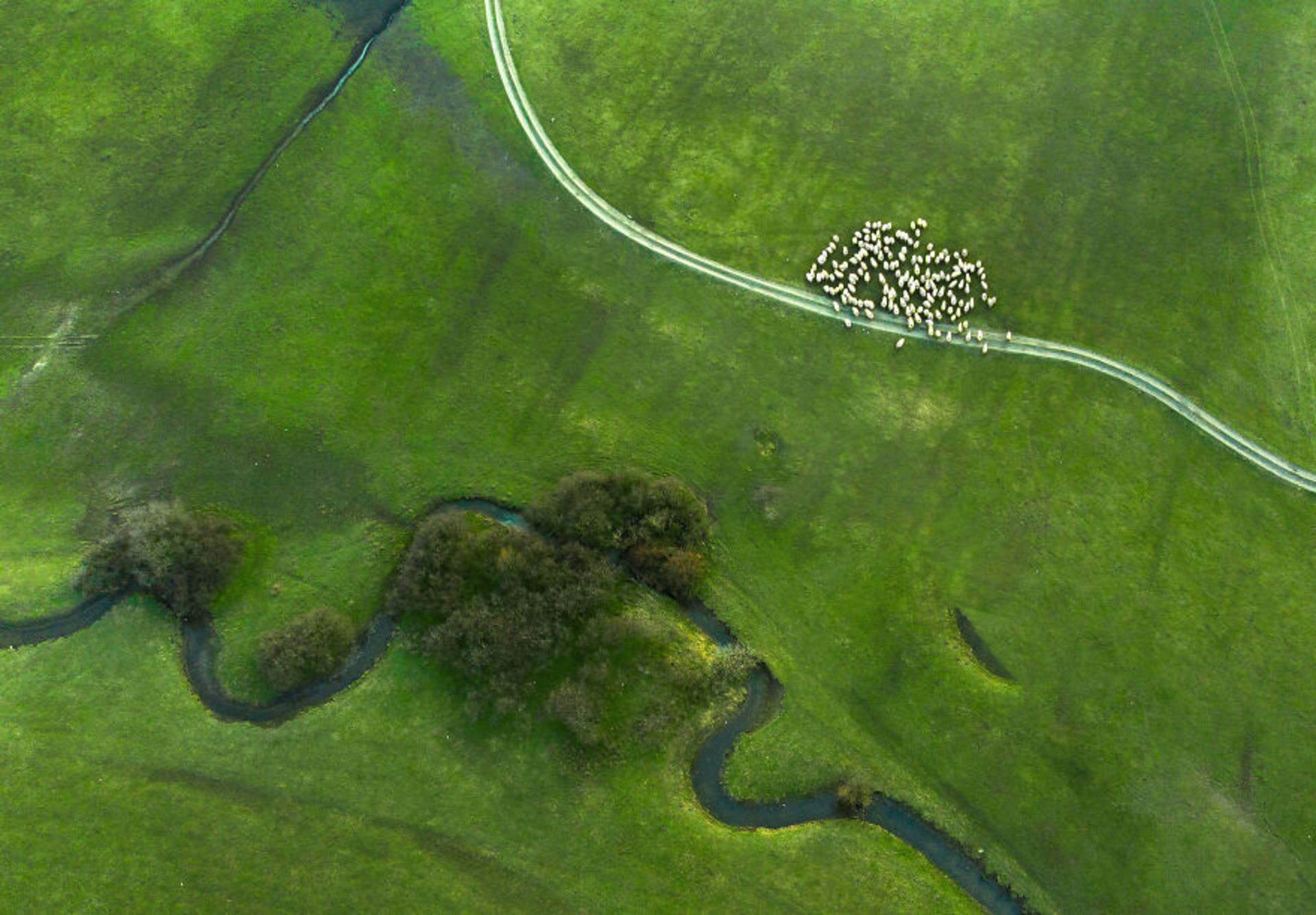 نمای بالا از دشتی سرسبز در رومانی
