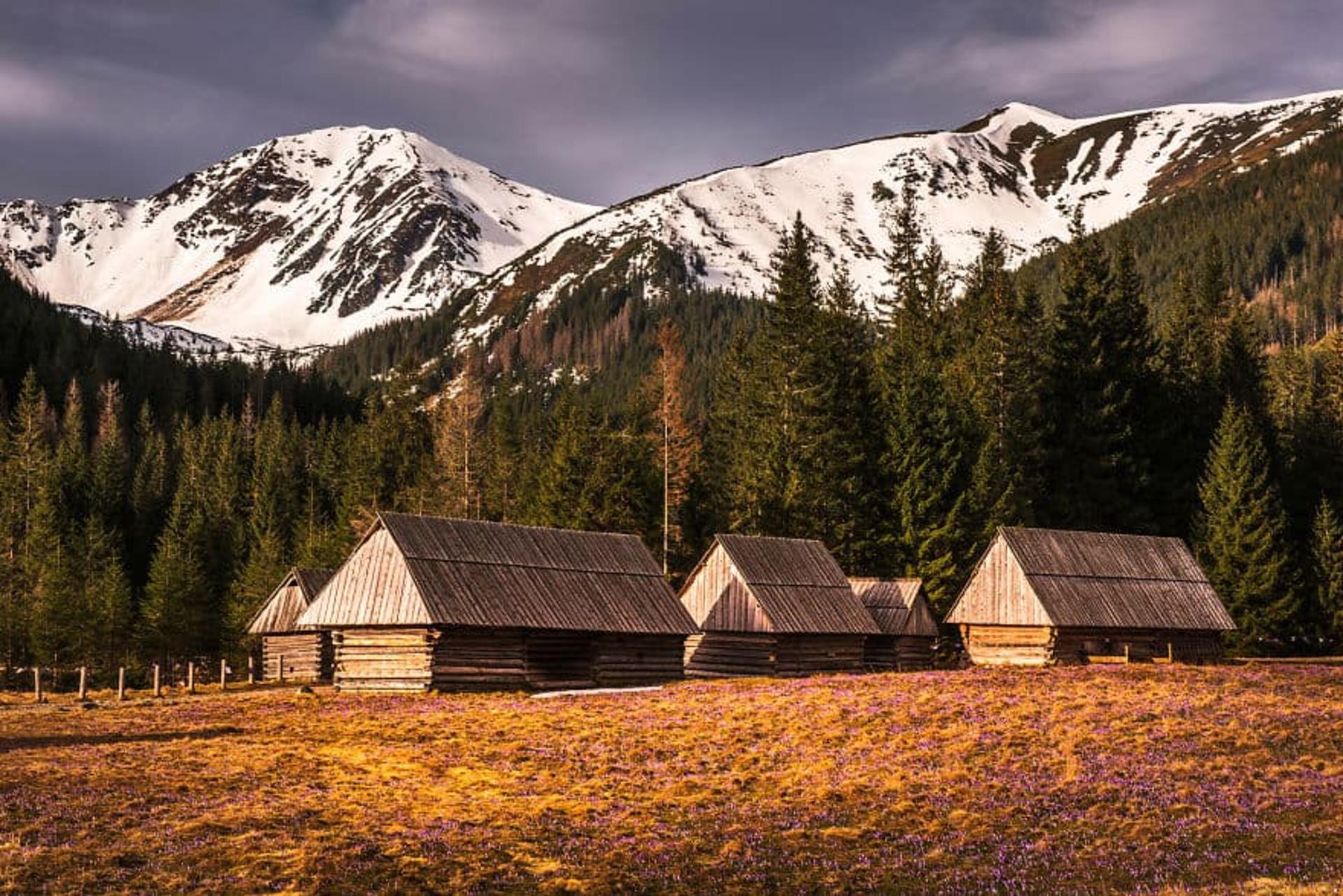 مراتع کوهستانی زعفران لهستان
