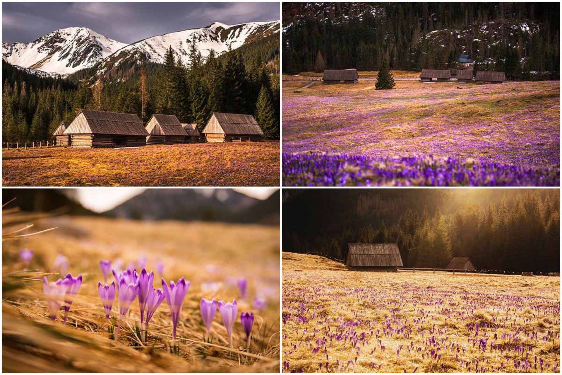 دشت زعفران لهستان