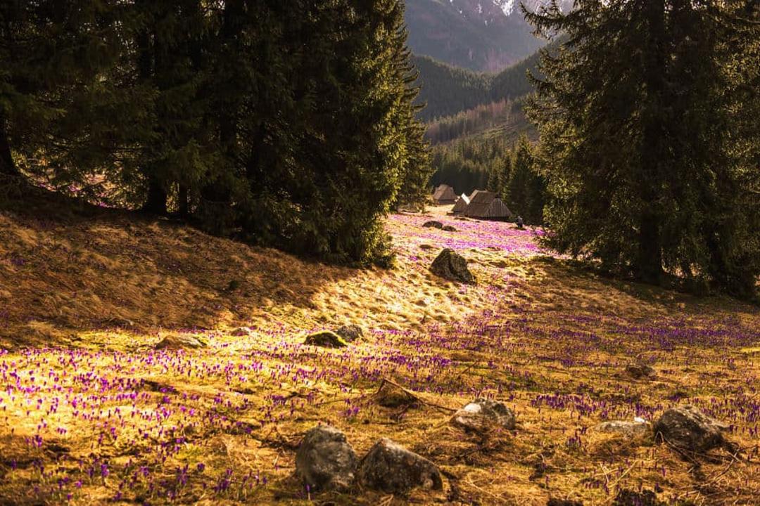 مراتع زعفران لهستان