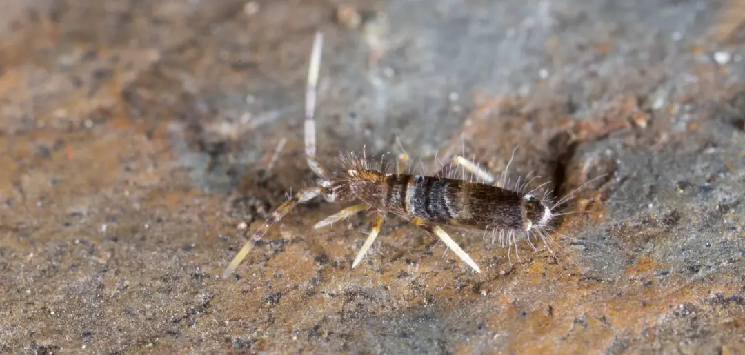 حشره خاک‌زی (Springtail) روی سطح خاک مرطوب