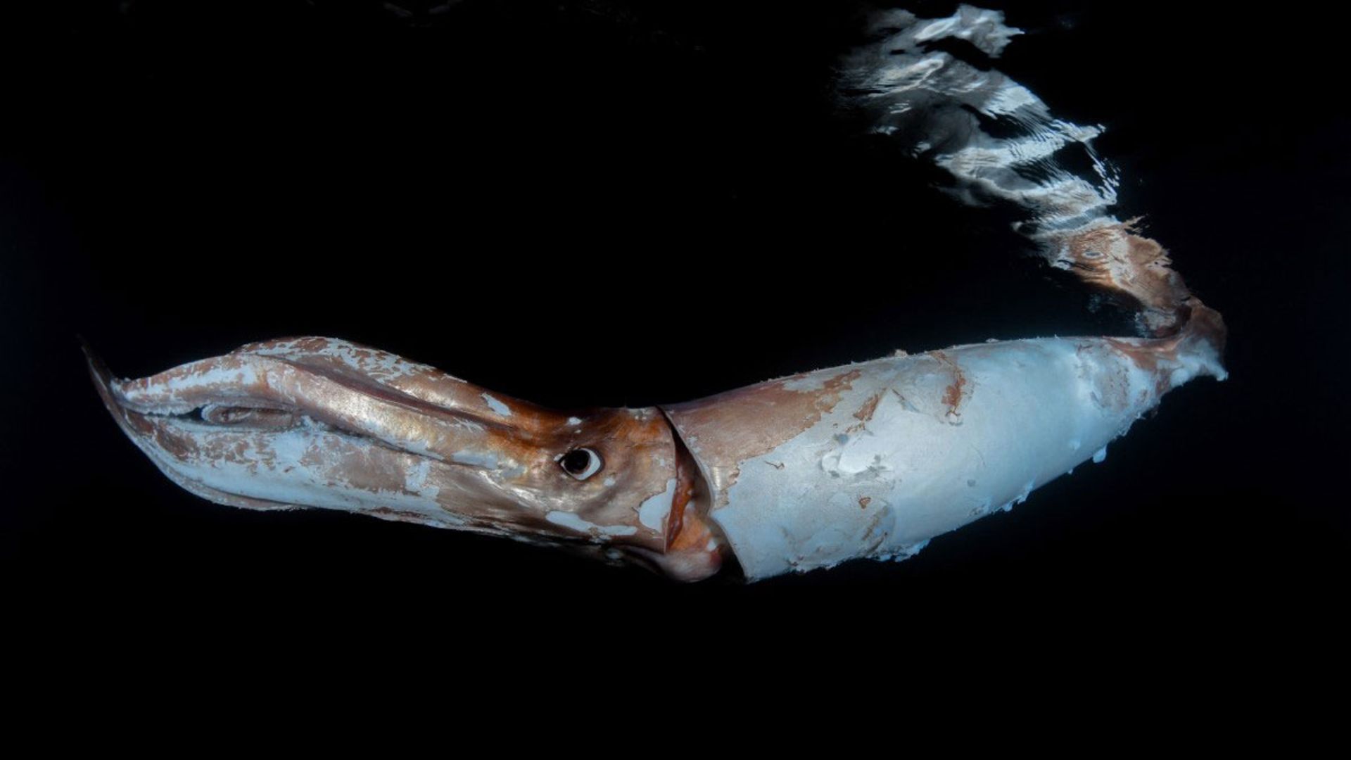 ماهی مرکب در اعماق اقیانوس
