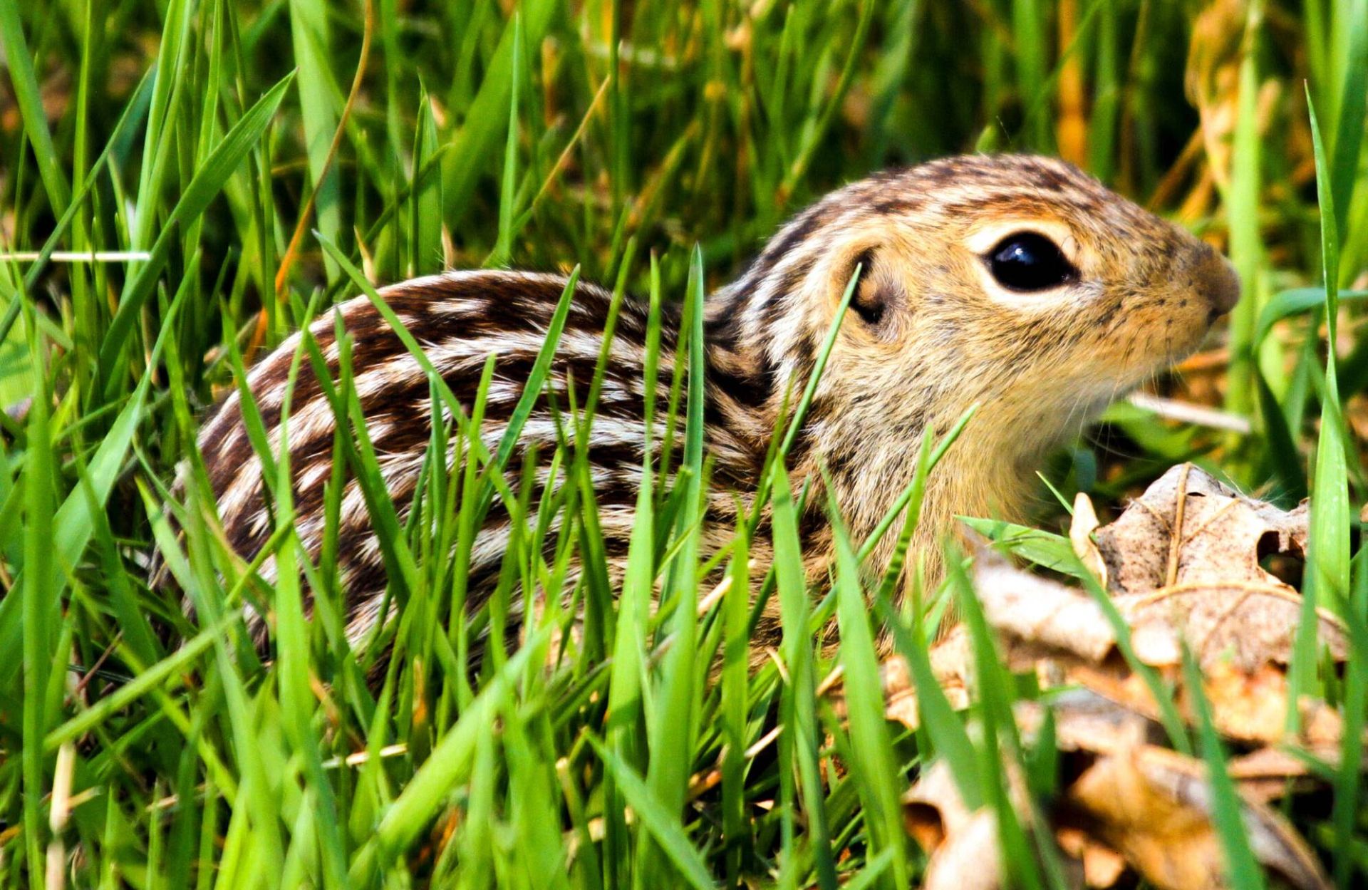 سنجاب زمینی پلنگی