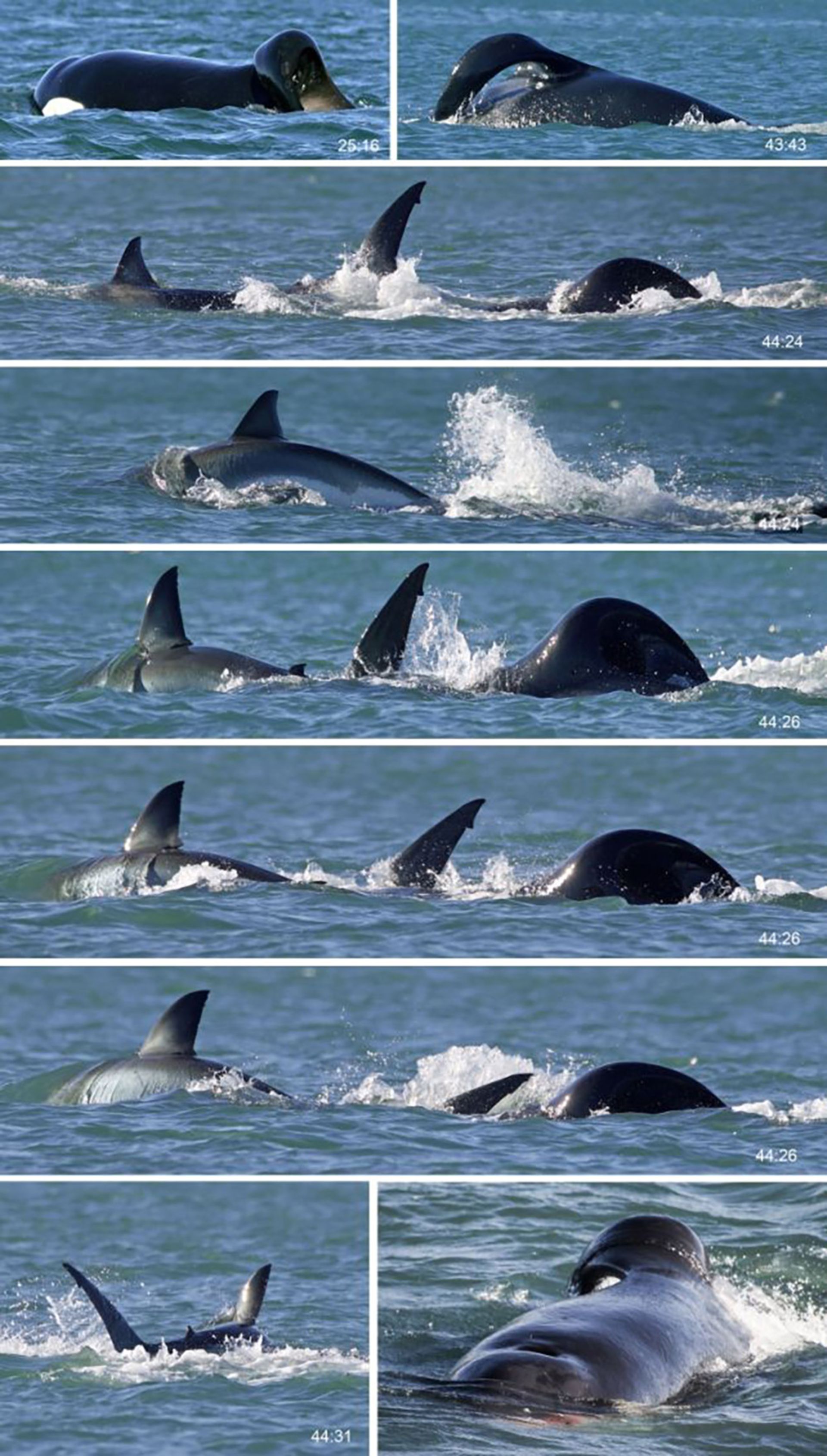 نهنگ‌های استاربورد و پورت
