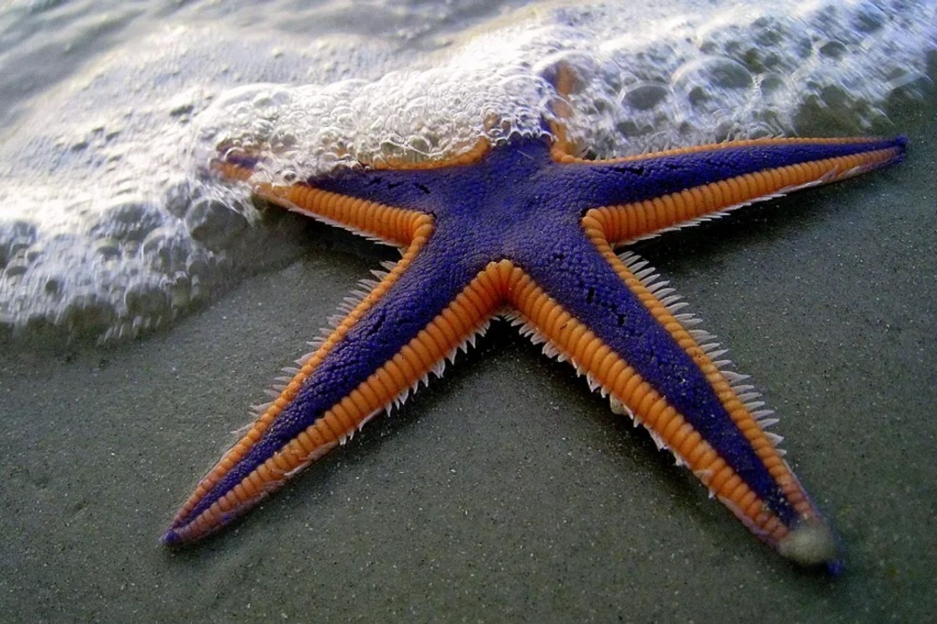 ستاره دریایی